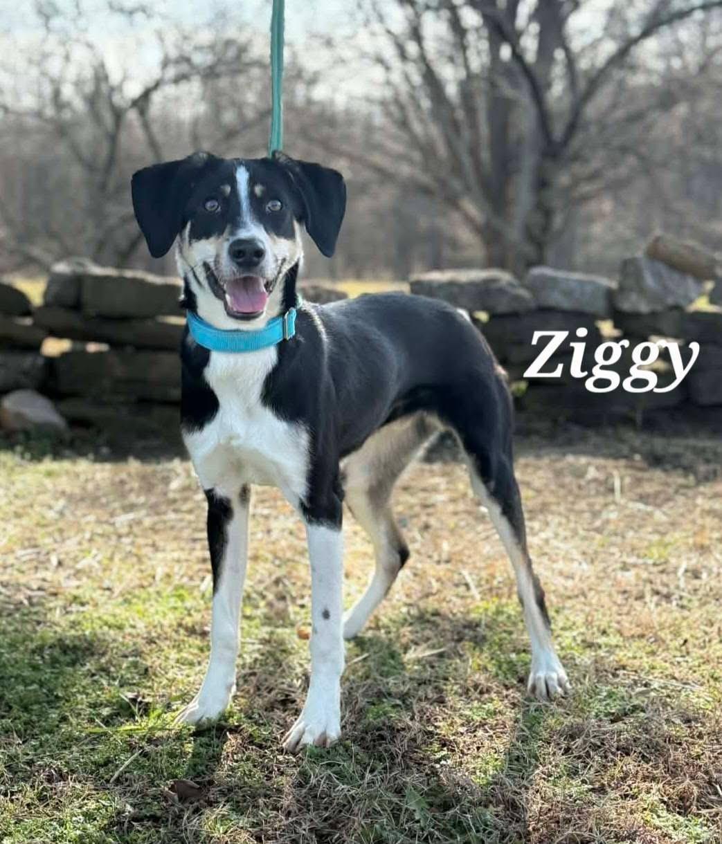 Ziggy, adopted, Young Male Labrador Retriever.
