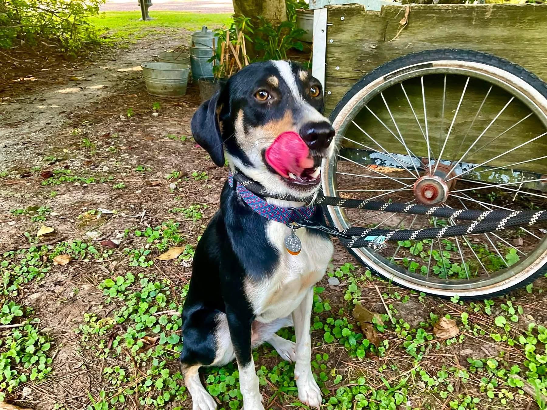 Ziggy, an adopted mixed breed in Covington, TN image 4/4
