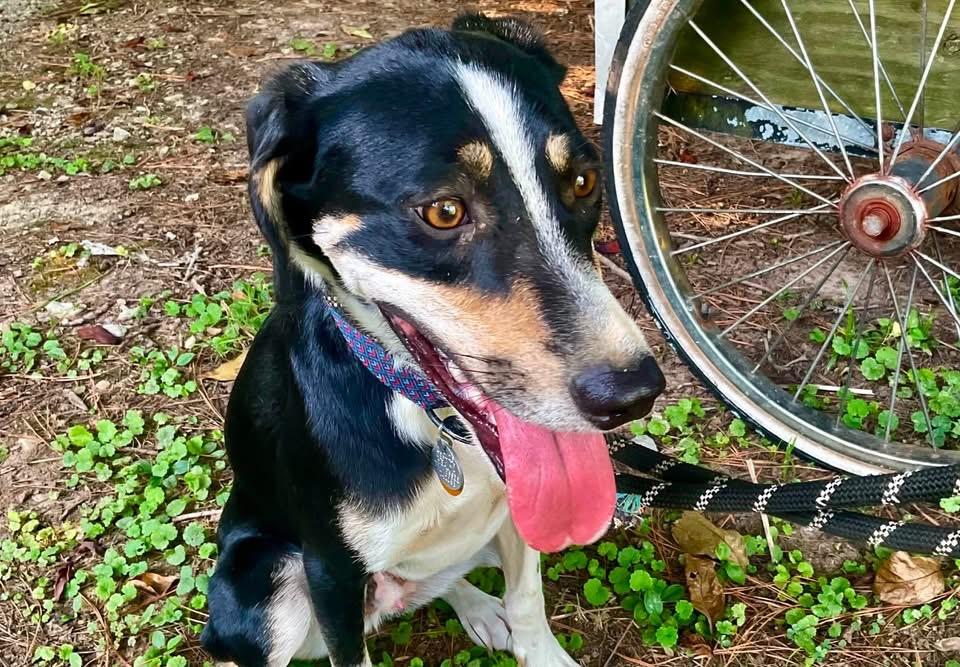 Ziggy, an adopted mixed breed in Covington, TN image 3/4