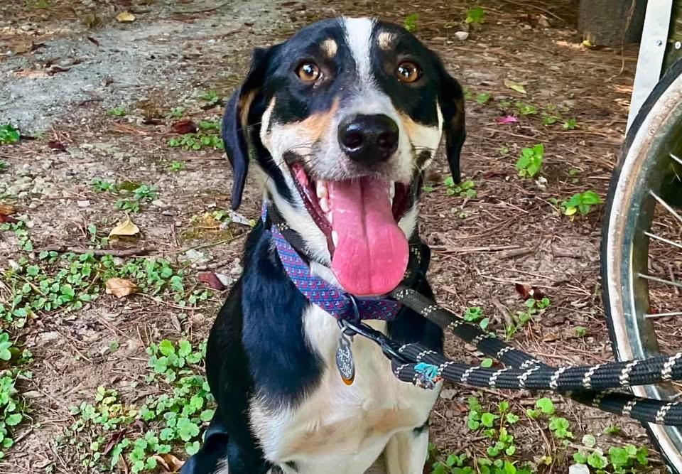 Ziggy, an adopted mixed breed in Covington, TN image 2/4
