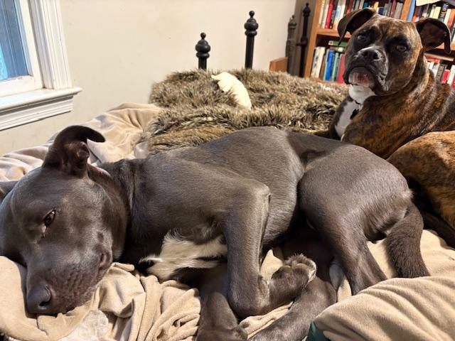 Ben, Adoptable, Young Male Weimaraner & American Staffordshire Terrier.