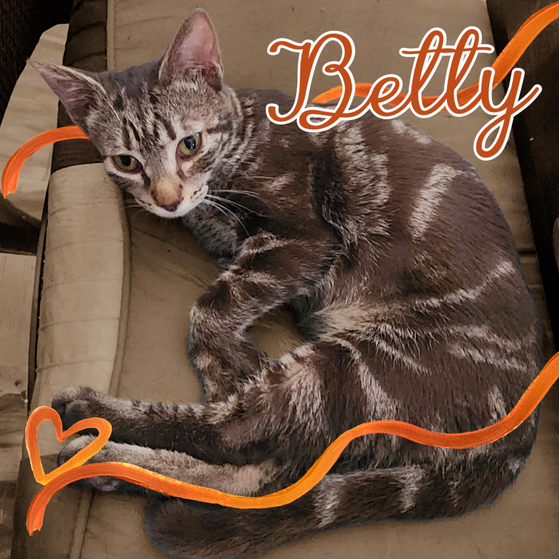 Enlarge Betty, a Adoptable mixed breed in Pasco, WA image 1/3