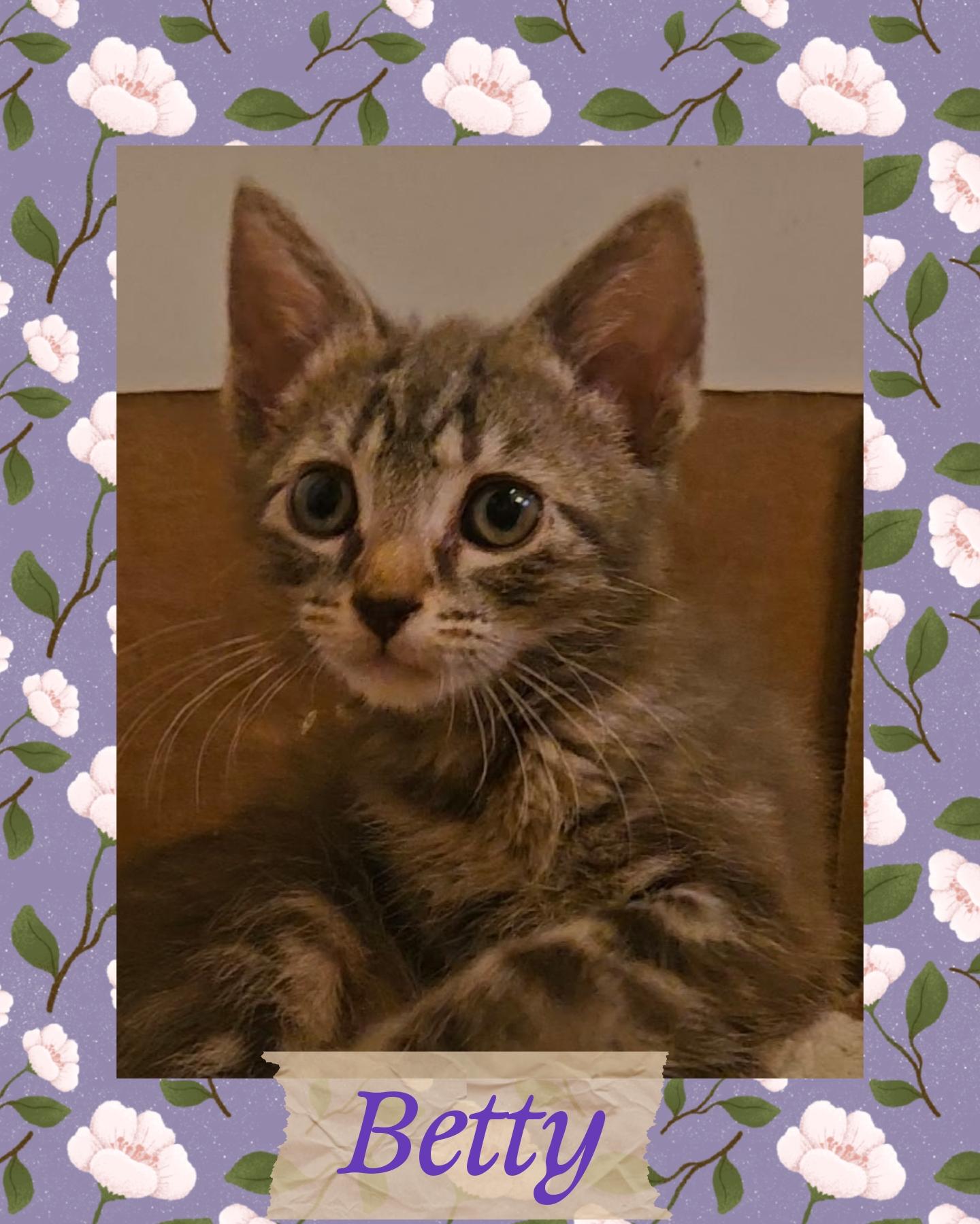 Betty, adoptable, Kitten Female Domestic Short Hair & Tabby.