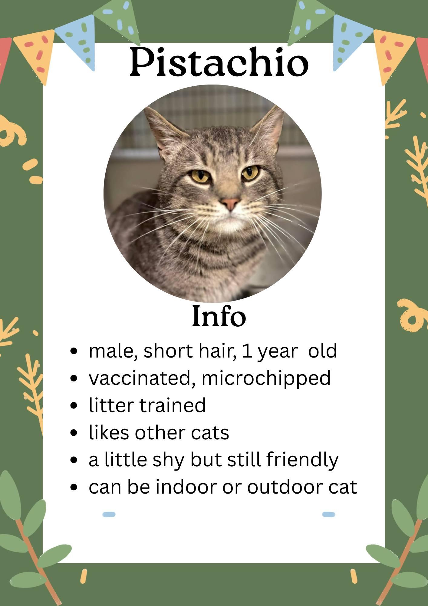 Pistachio, ADOPTABLE, Adult Male Domestic Short Hair.