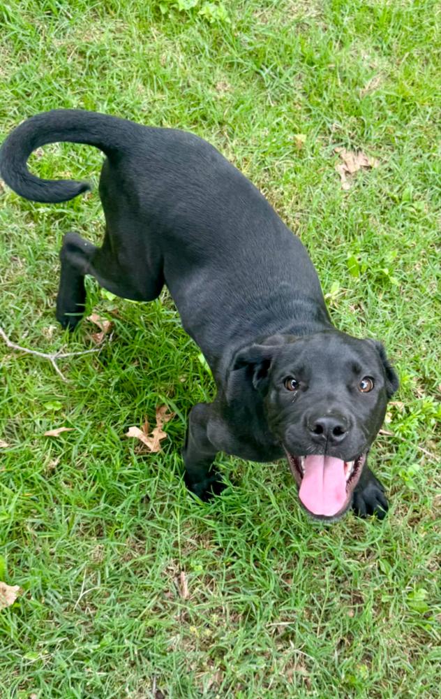 Scout Rey, Adoptable, Puppy Male Labrador Retriever.