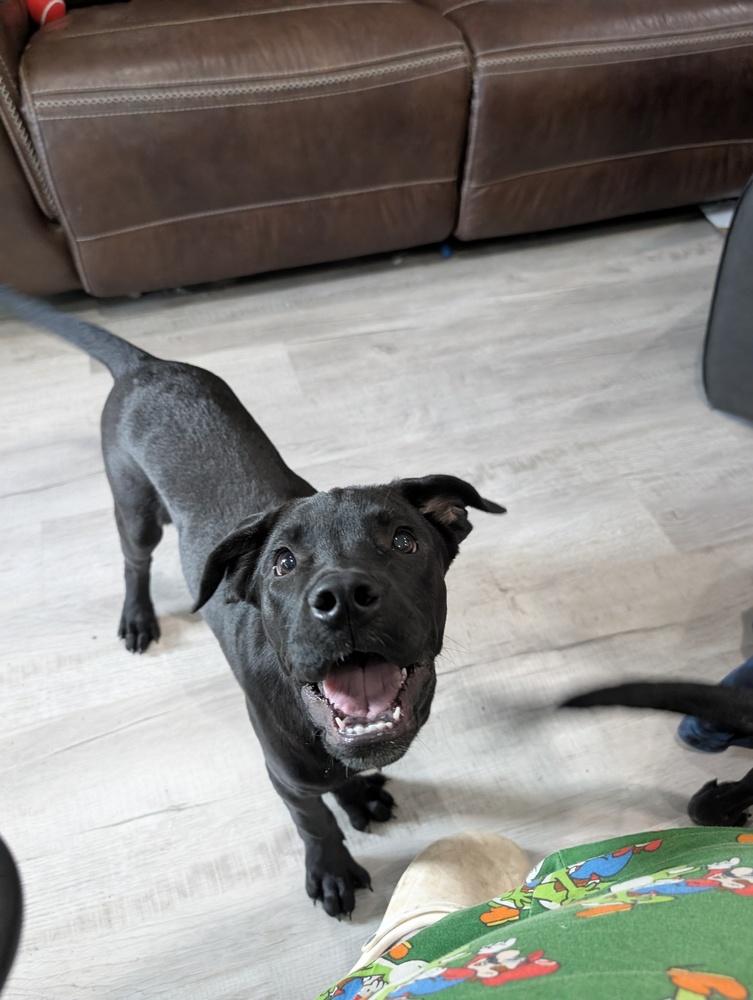 Enlarge Scout Rey, a Adoptable mixed breed in Boston, MA image 2/4