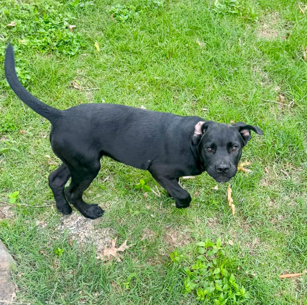 Enlarge Scout Rey, a Adoptable mixed breed in Boston, MA image 3/4
