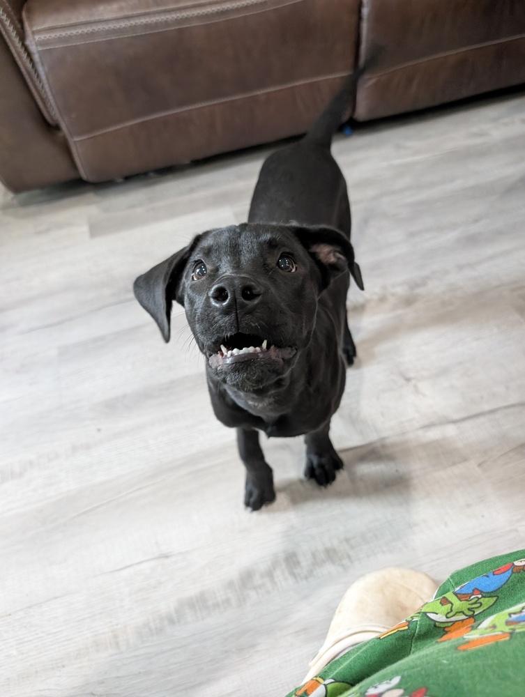 Enlarge Scout Rey, a Adoptable mixed breed in Boston, MA image 4/4