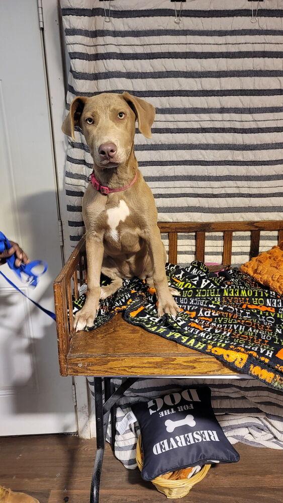 IVORY (TOWN OF SUNSET), Adoptable, Young Female Labrador Retriever & Weimaraner.