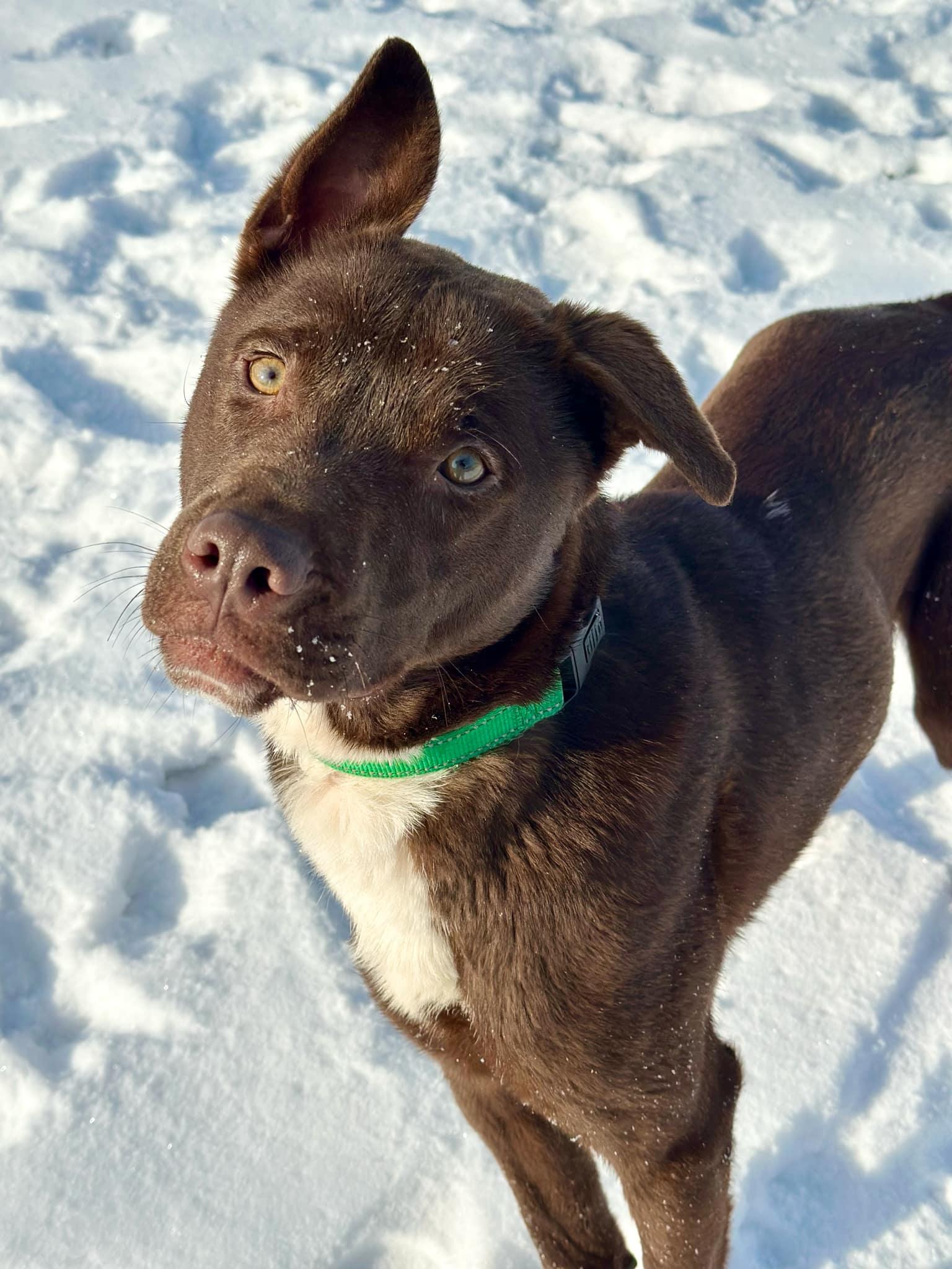 Paulie, a Adopted mixed breed in Seneca Falls, NY image 5/6