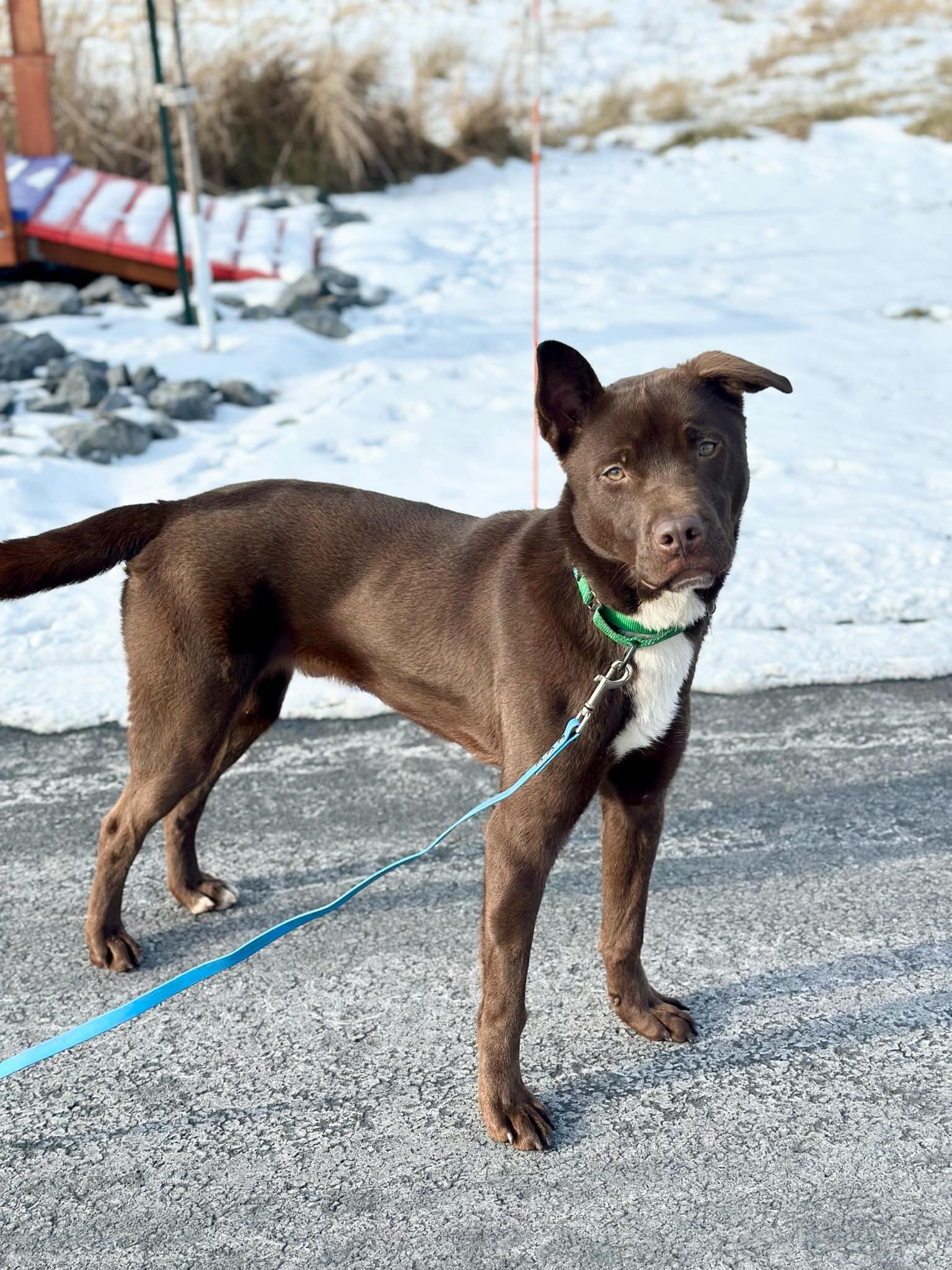 Paulie, a Adopted mixed breed in Seneca Falls, NY image 3/6
