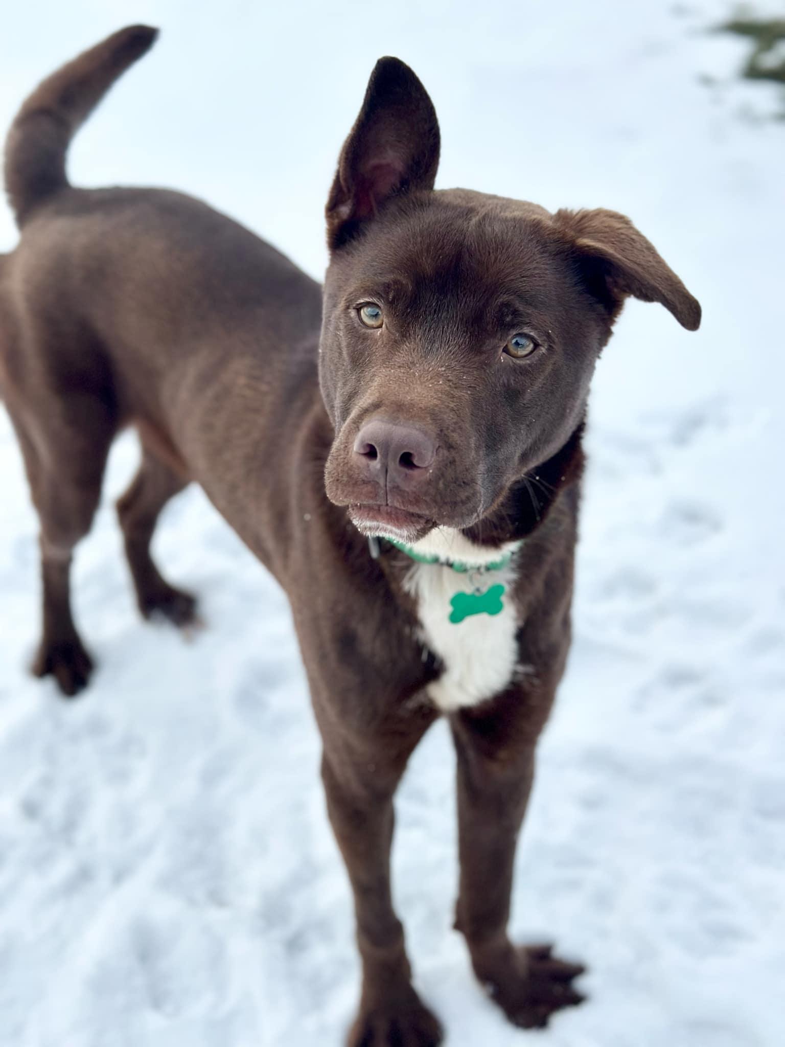 Paulie, a Adopted mixed breed in Seneca Falls, NY image 4/6