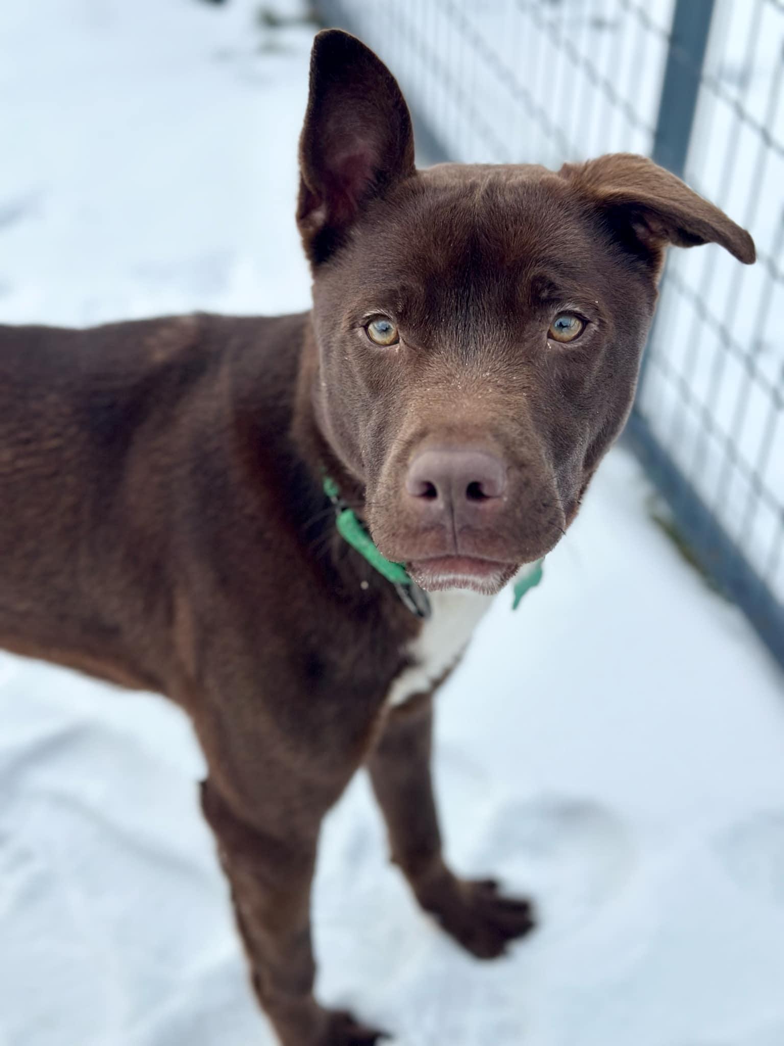 Paulie, a Adopted mixed breed in Seneca Falls, NY image 1/6