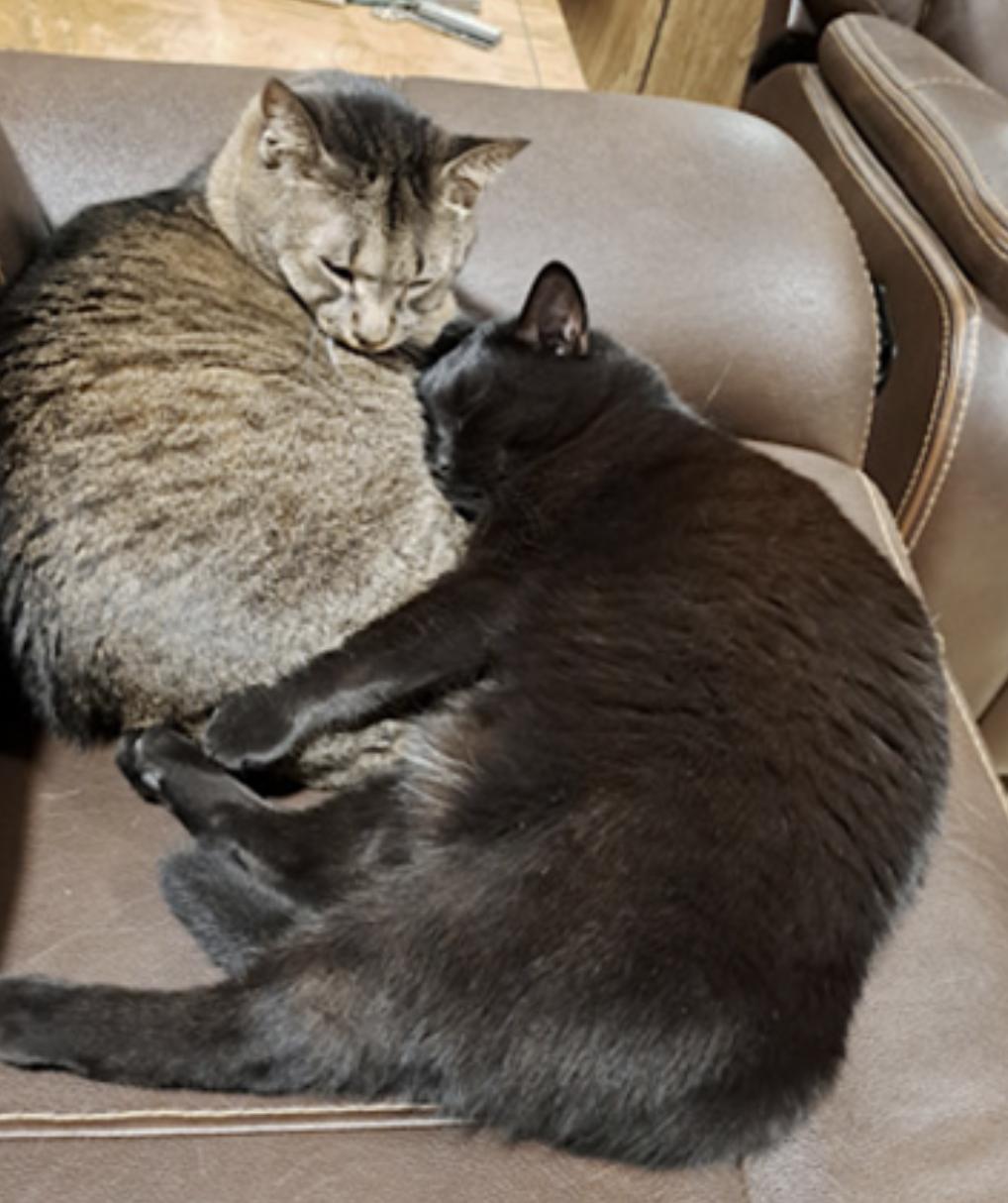Danny and Lilbit, a Adoptable Domestic Short Hair in Charlotte, NC image 5/6