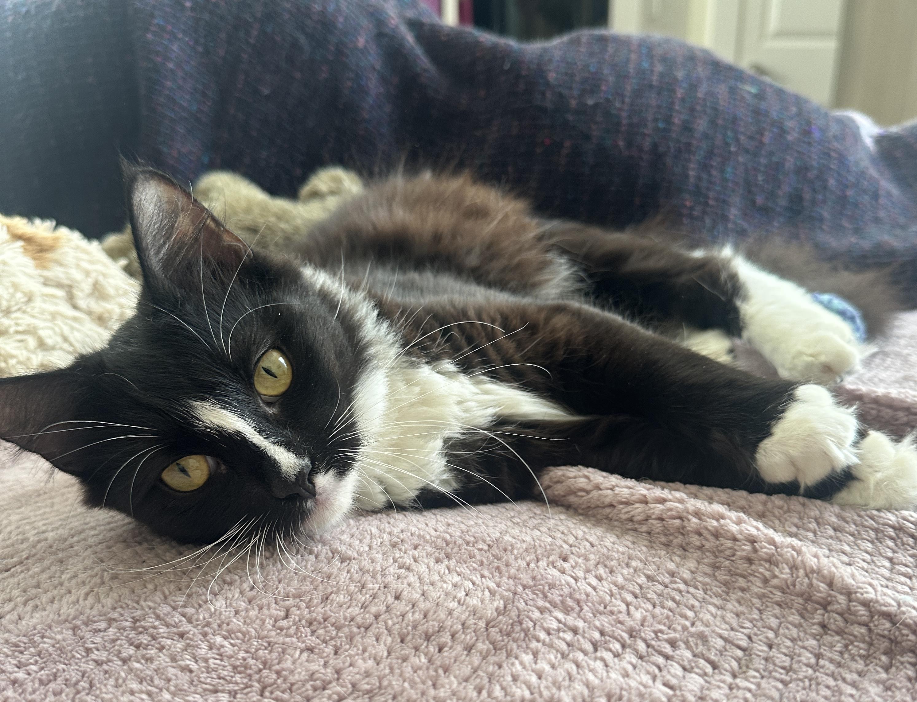 Enlarge Peanut, an adopted Domestic Medium Hair in New York, NY image 2/2