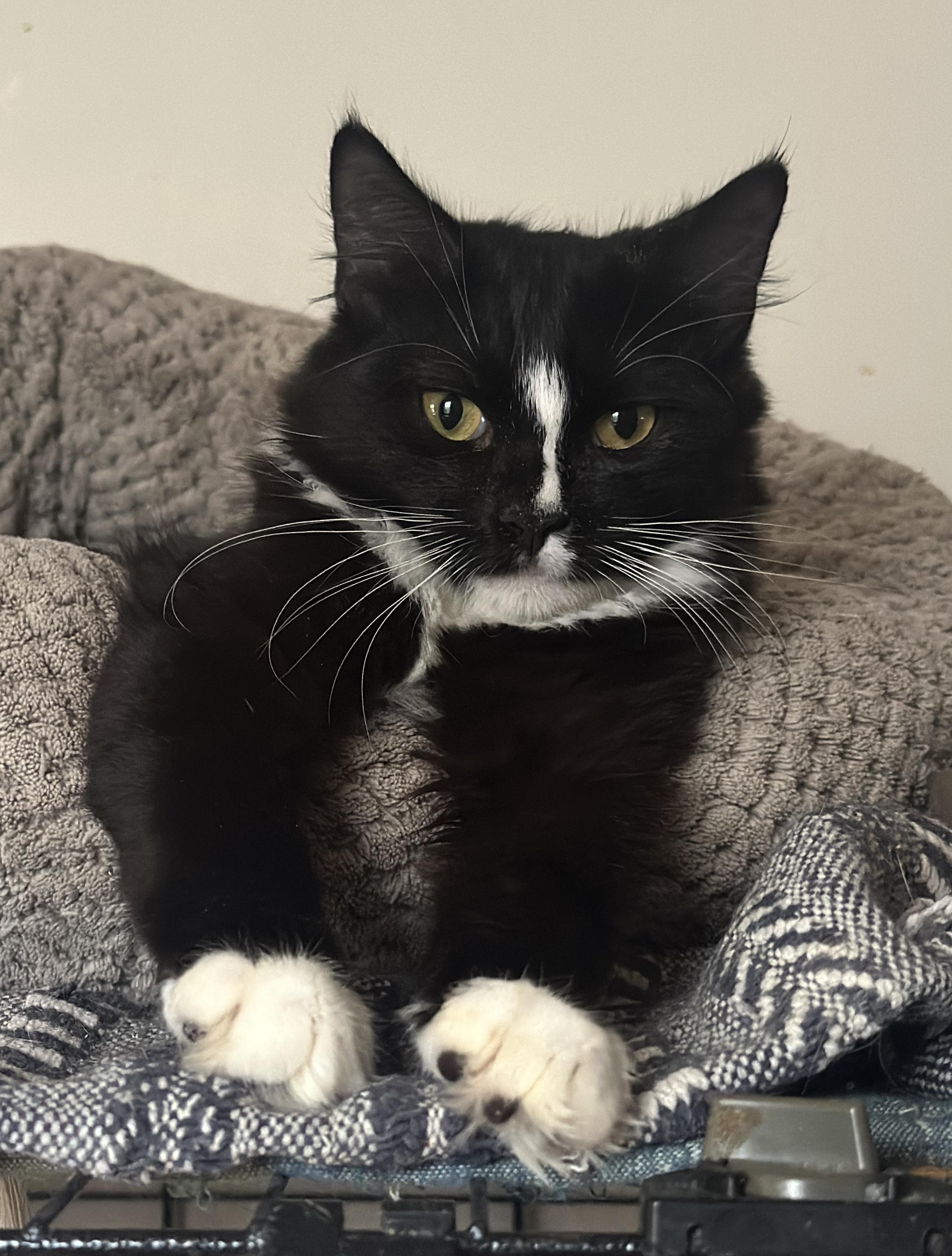 Enlarge Peanut, an adopted Domestic Medium Hair in New York, NY image 1/2