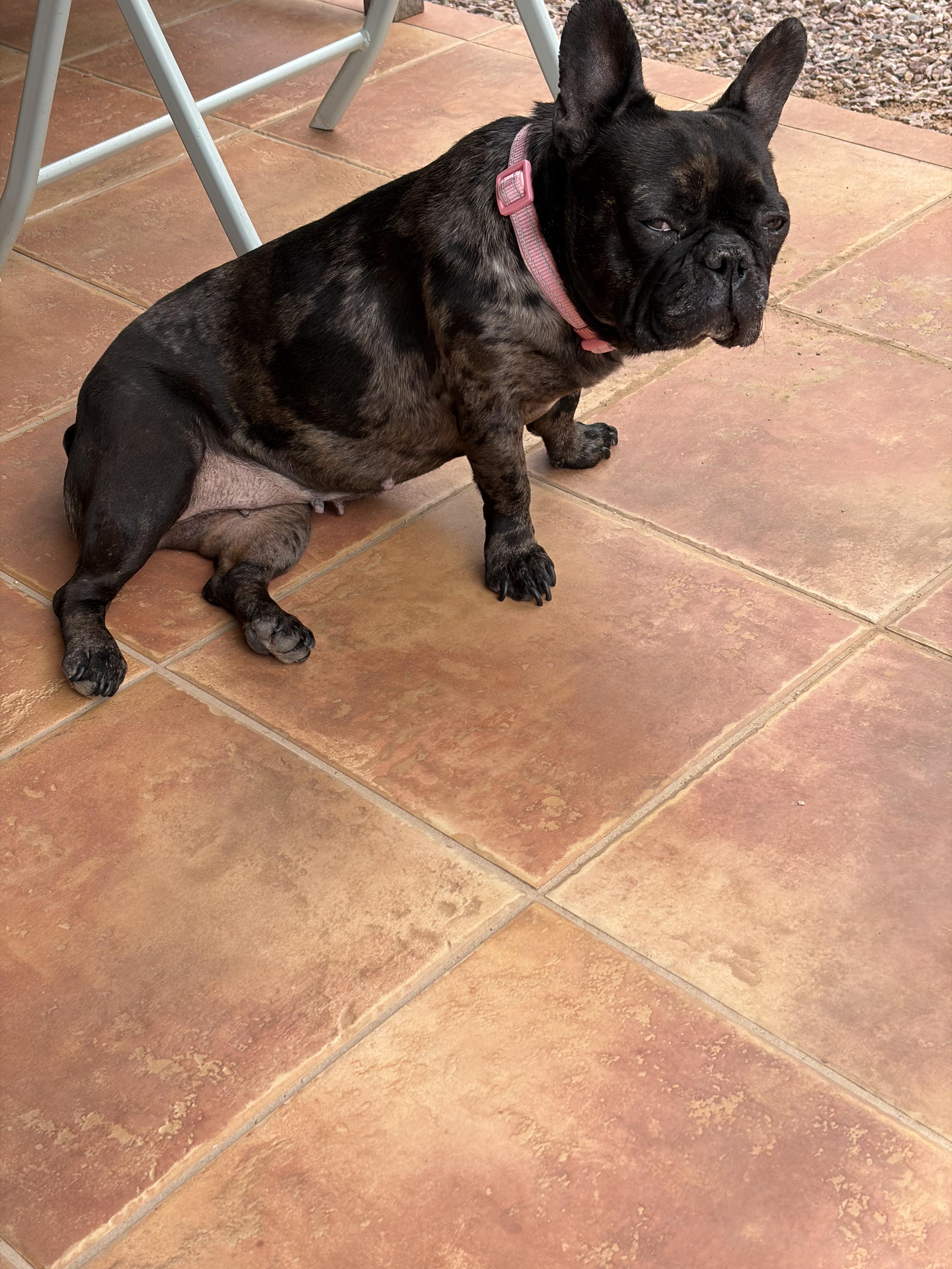 Nyx - Central AZ / Prescott Valley, an adopted French Bulldog in Mayer, AZ image 1/6