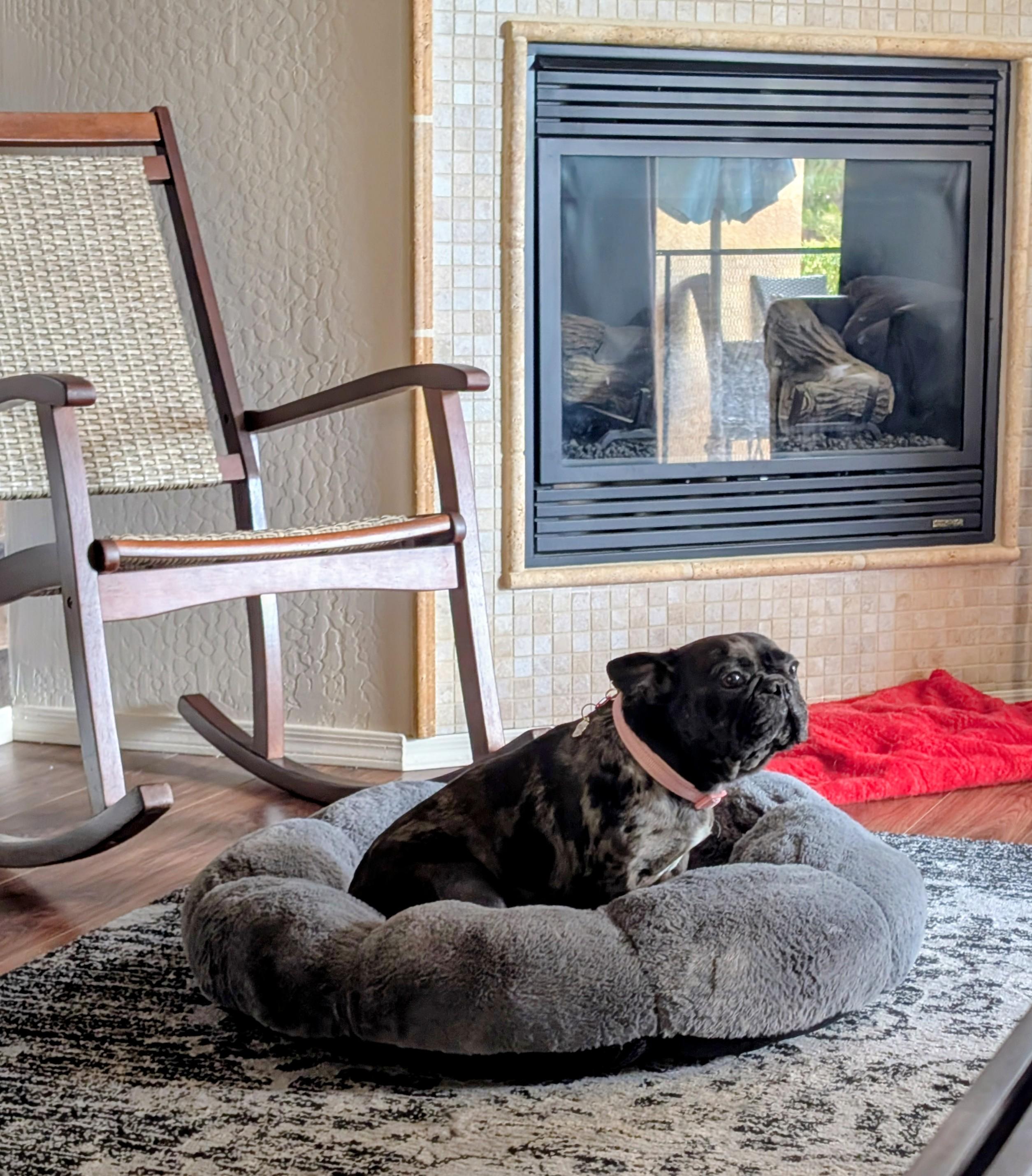 Nyx - Central AZ / Prescott Valley, an adopted French Bulldog in Mayer, AZ image 4/6