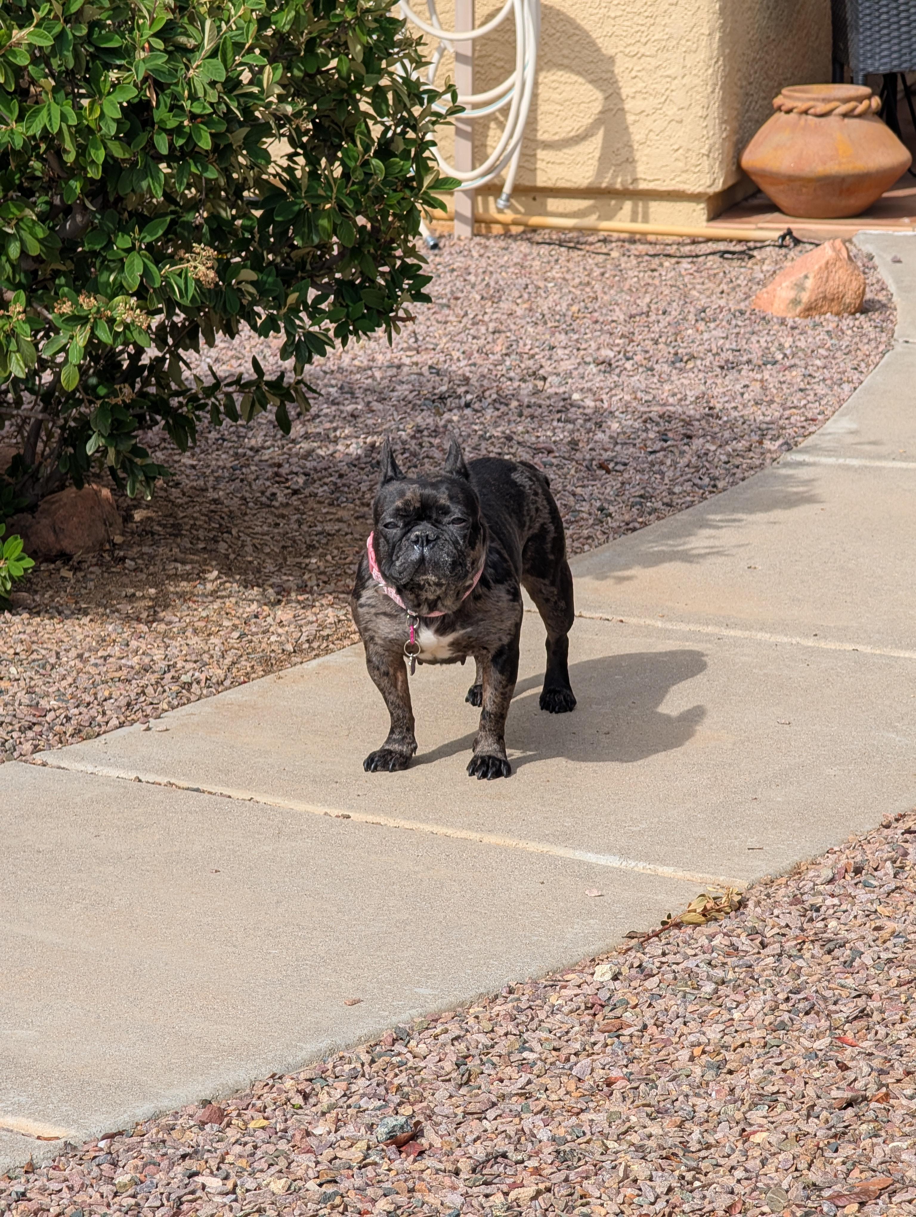 Nyx - Central AZ / Prescott Valley, an adopted French Bulldog in Mayer, AZ image 5/6