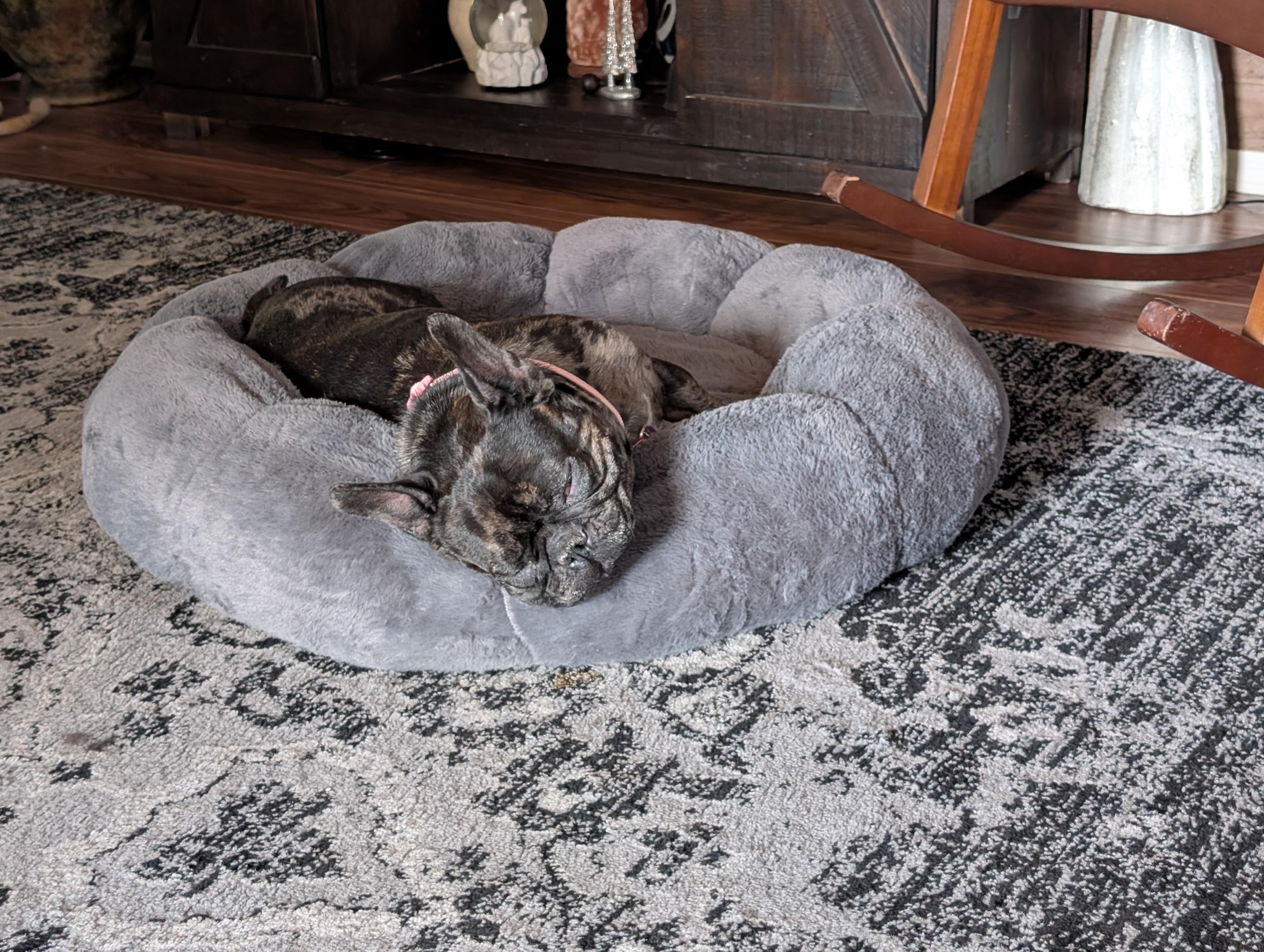 Nyx - Central AZ / Prescott Valley, an adopted French Bulldog in Mayer, AZ image 2/6