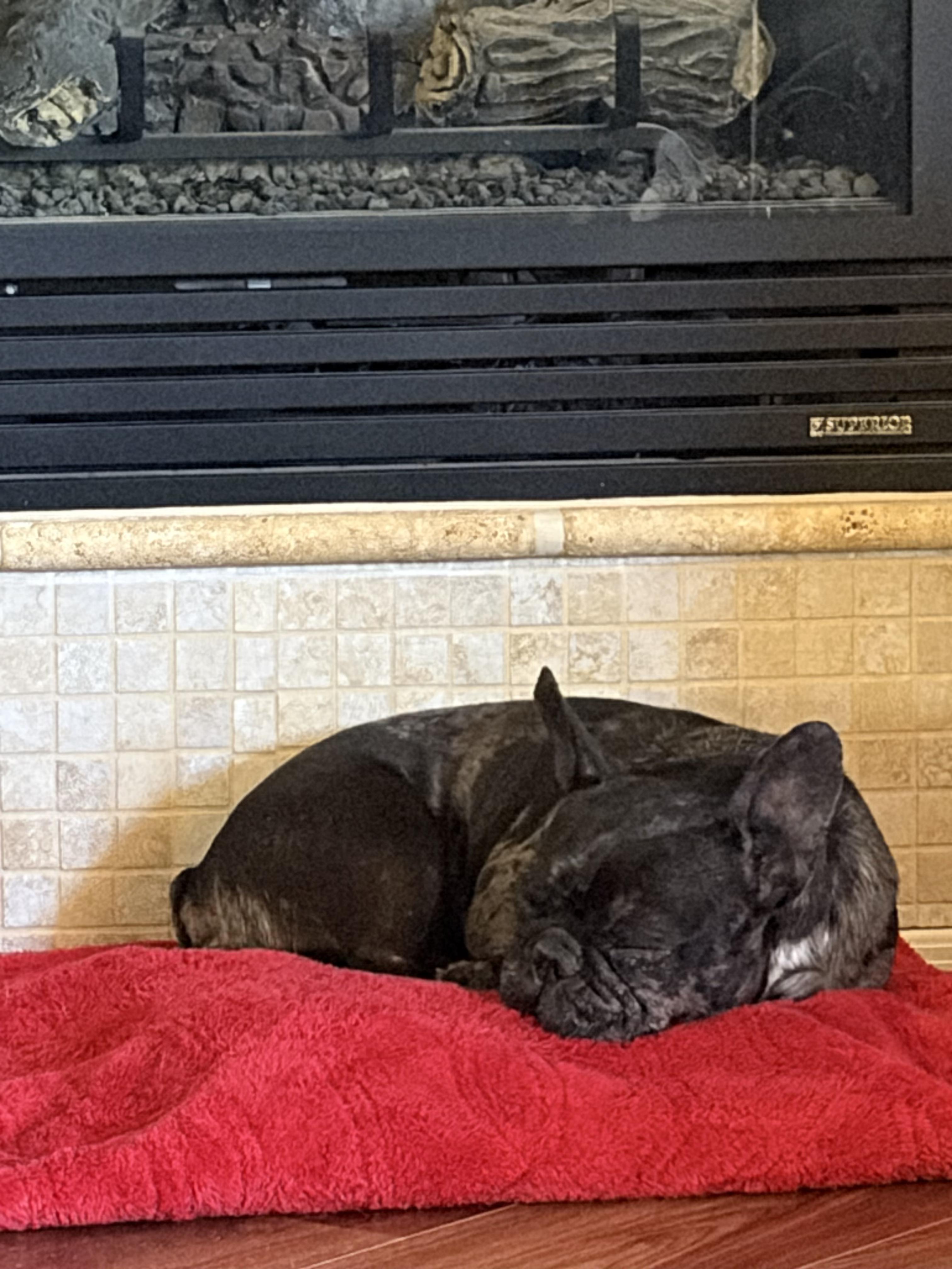 Nyx - Central AZ / Prescott Valley, an adopted French Bulldog in Mayer, AZ image 6/6