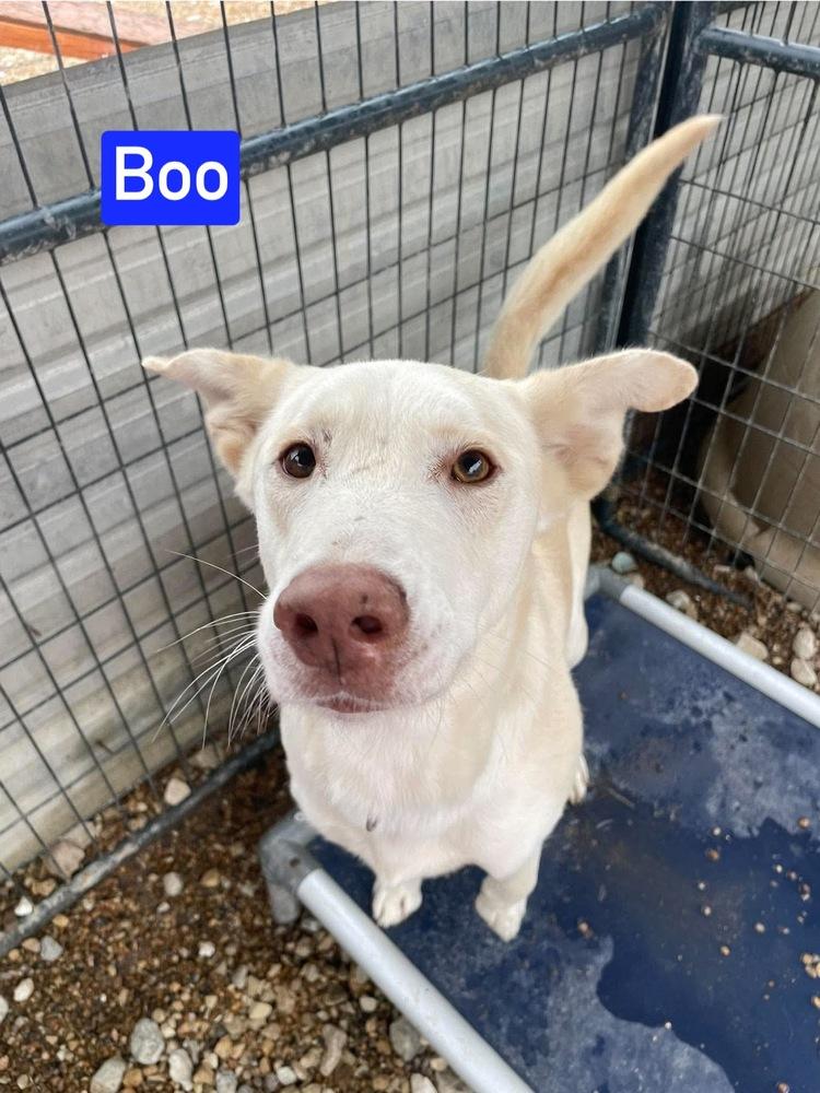 Boo, Adoptable, Adult Male Shepherd & Mixed Breed.