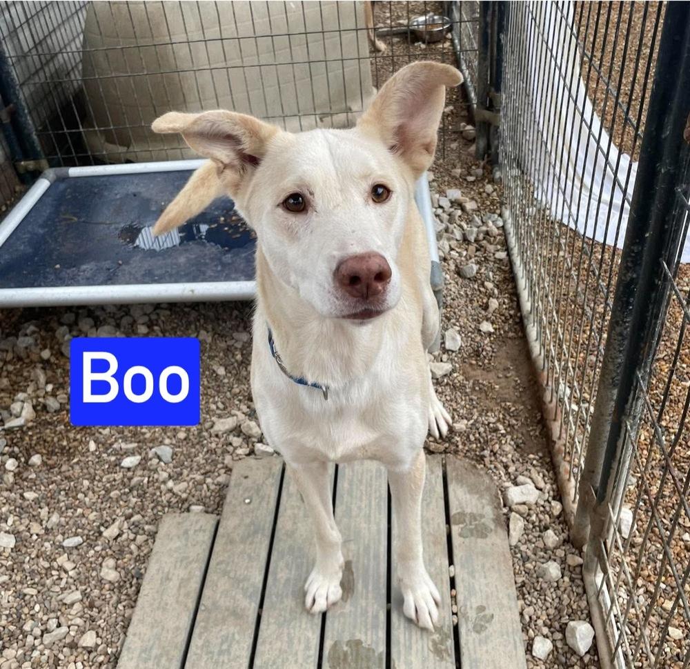 Enlarge Boo, a Adoptable mixed breed in Warrenton, MO image 2/6