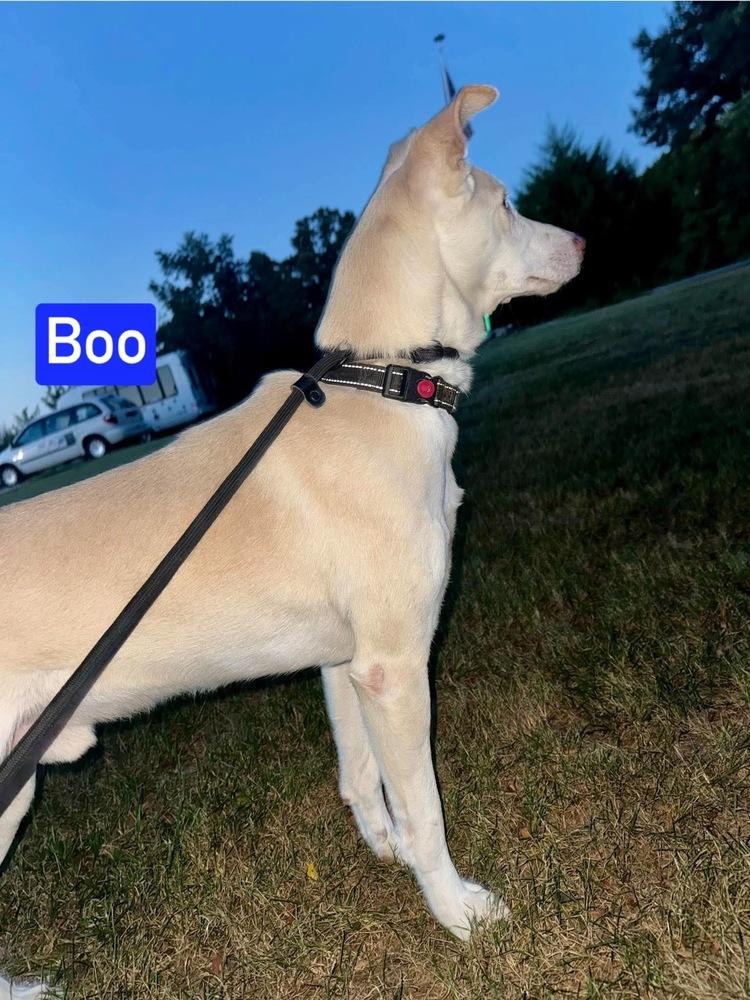 Enlarge Boo, a Adoptable mixed breed in Warrenton, MO image 3/6