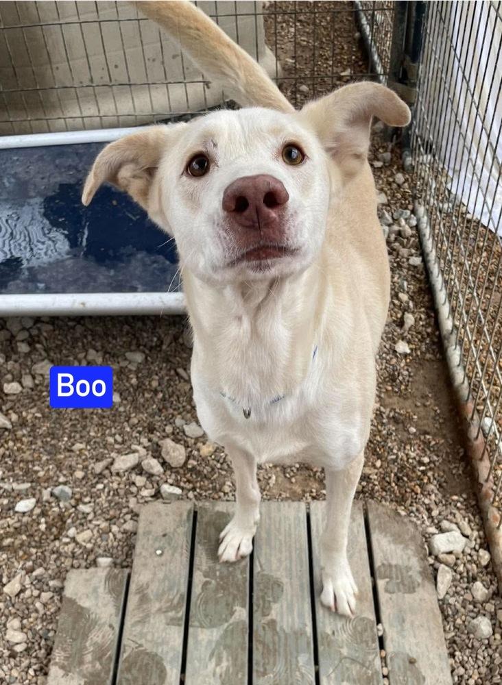 Enlarge Boo, a Adoptable mixed breed in Warrenton, MO image 4/6
