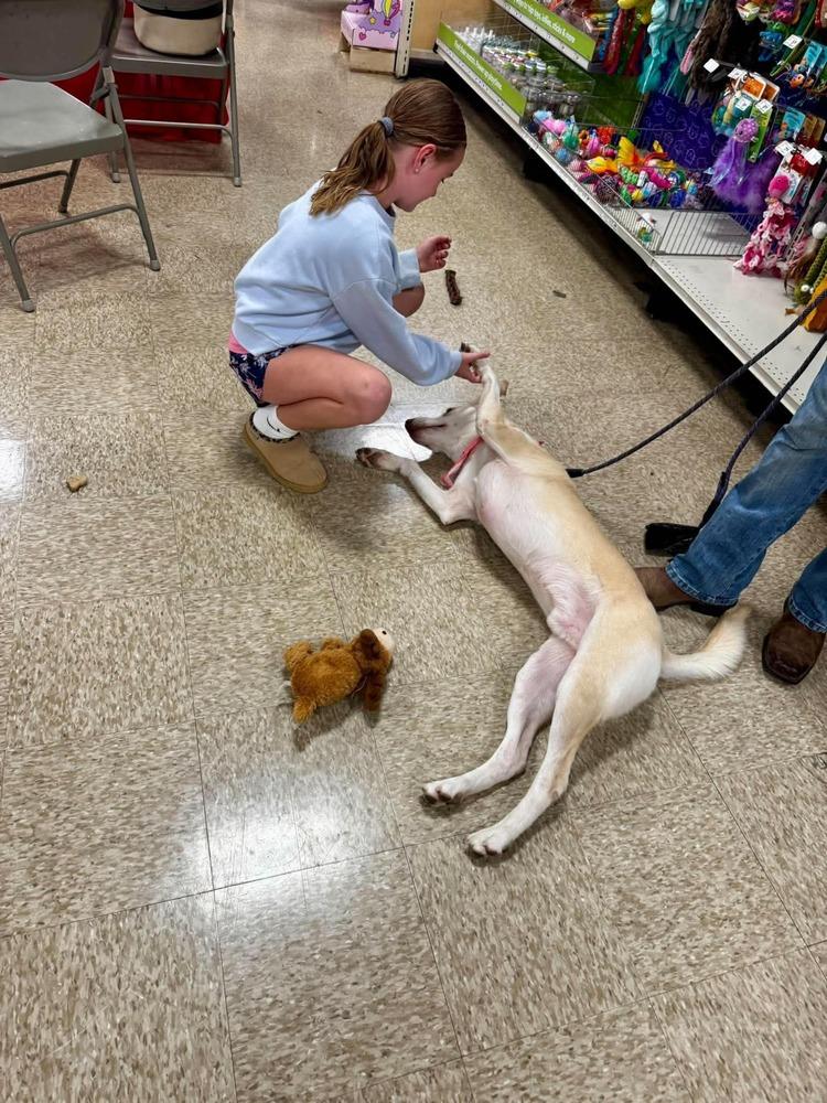 Enlarge Boo, a Adoptable mixed breed in Warrenton, MO image 4/6