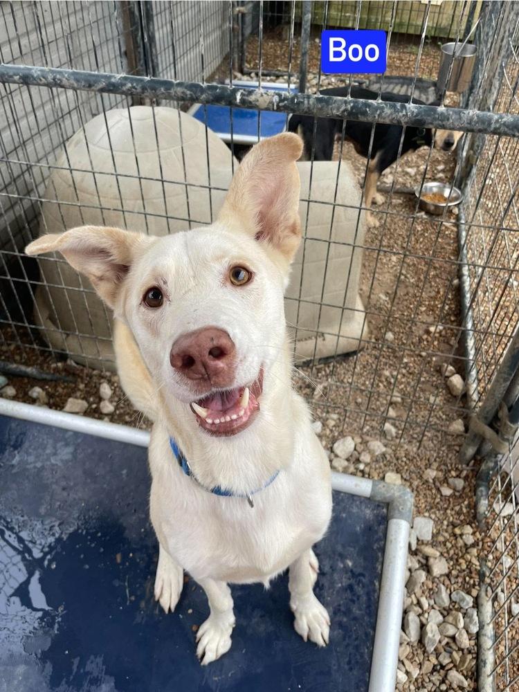 Enlarge Boo, a Adoptable mixed breed in Warrenton, MO image 5/6