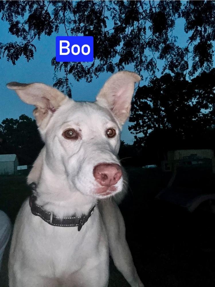 Enlarge Boo, a Adoptable mixed breed in Warrenton, MO image 6/6