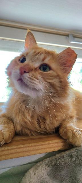 Enlarge Colonel Mustard, a Adoptable mixed breed in Pawtucket, RI image 1/5
