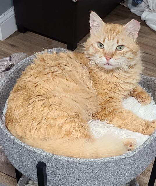 Enlarge Colonel Mustard, a Adoptable mixed breed in Pawtucket, RI image 3/5