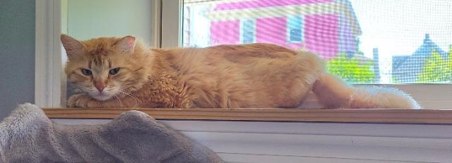 Enlarge Colonel Mustard, a Adoptable mixed breed in Pawtucket, RI image 4/5