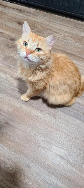 Enlarge Colonel Mustard, a Adoptable mixed breed in Pawtucket, RI image 5/5