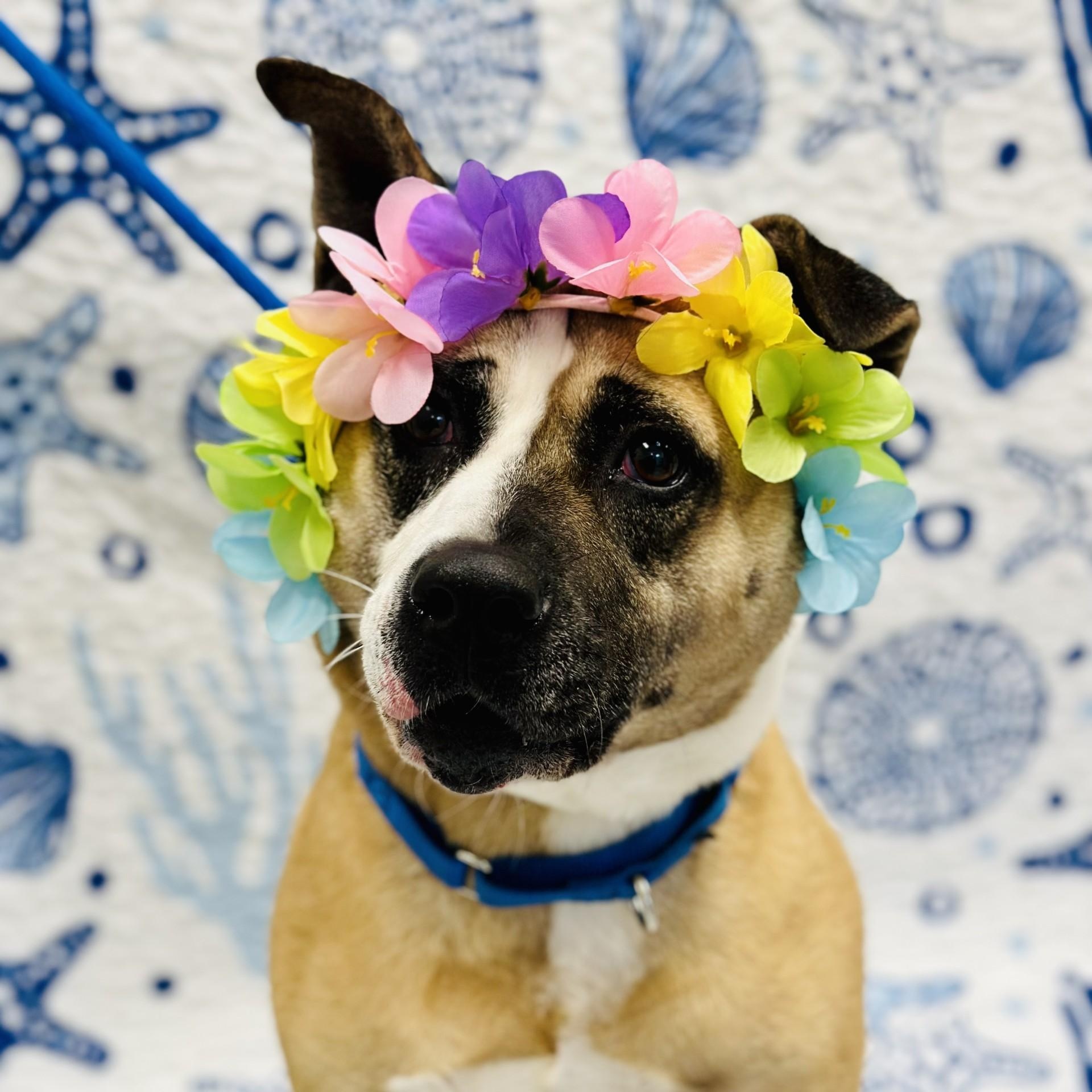 Enlarge Hazel, a ADOPTABLE mixed breed in Manahawkin, NJ image 3/6
