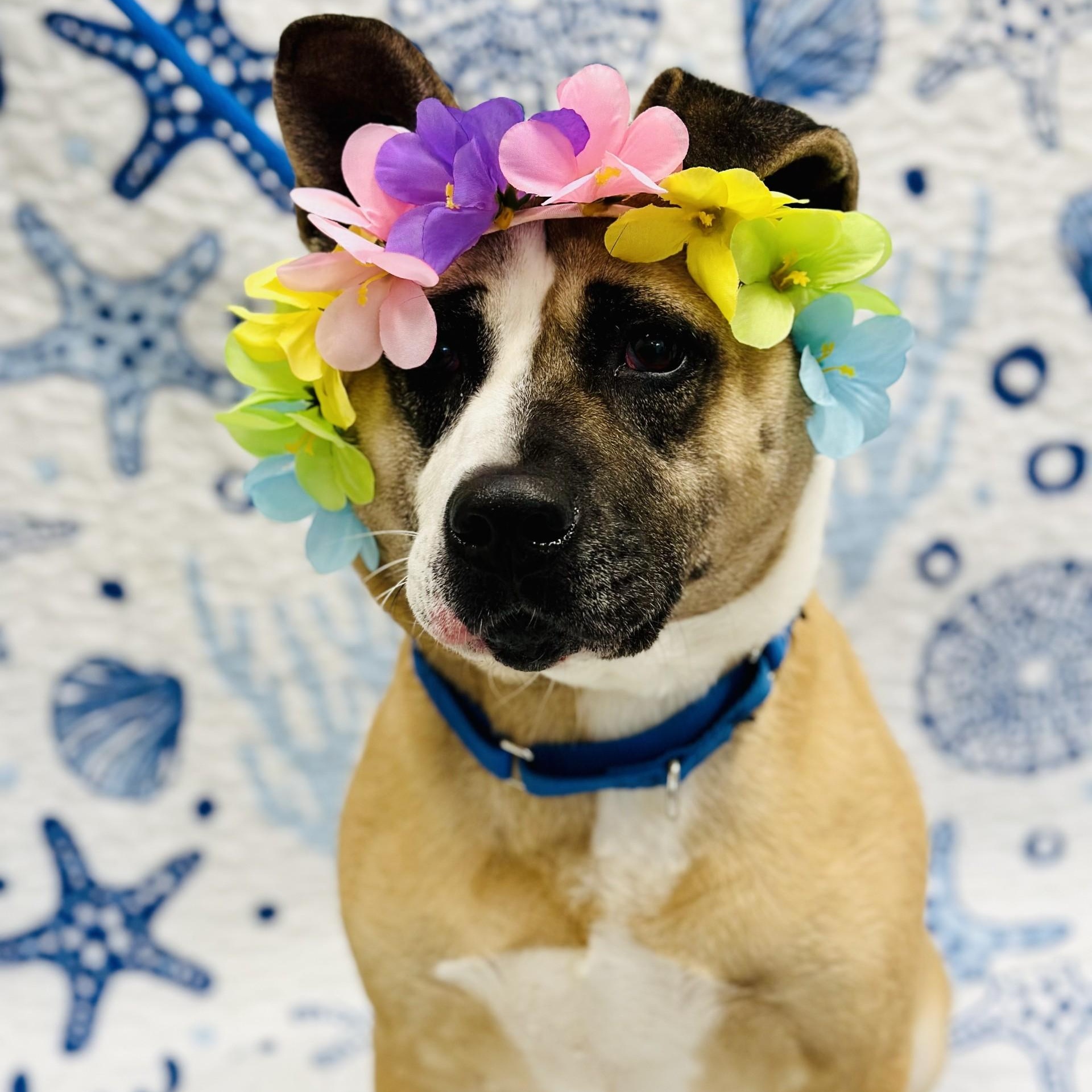 Hazel, ADOPTABLE, Adult Female Akita.