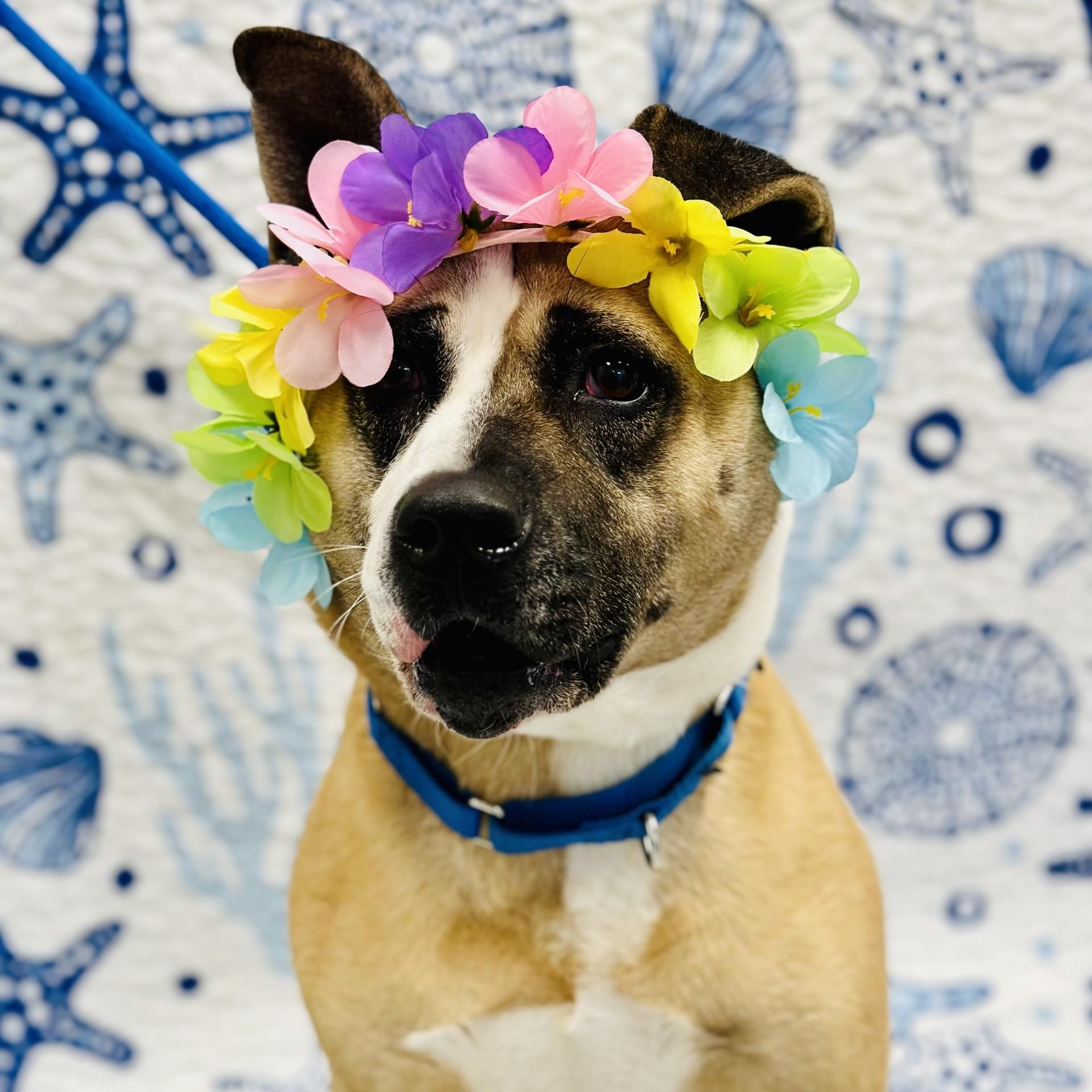 Enlarge Hazel, a ADOPTABLE mixed breed in Manahawkin, NJ image 2/6