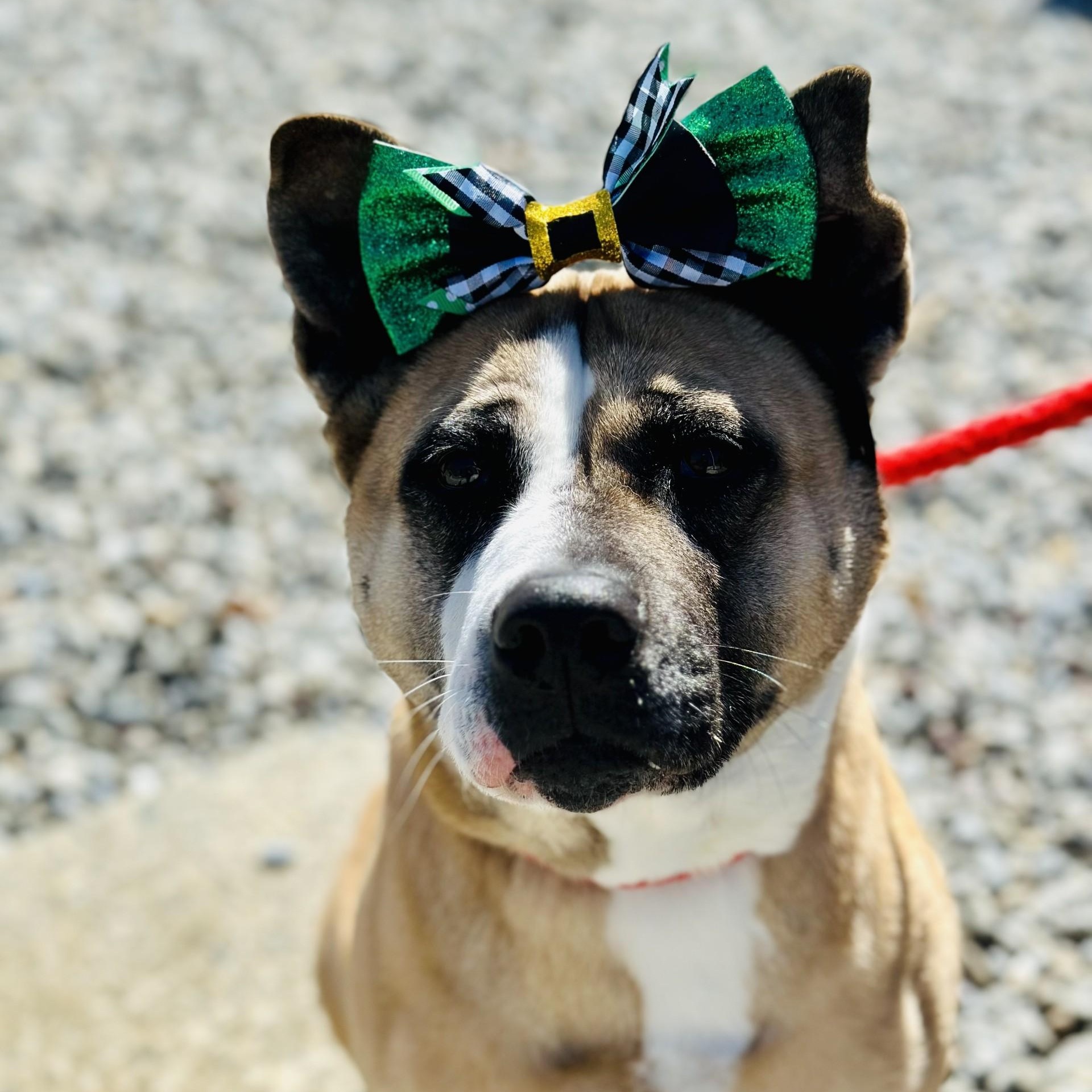 Enlarge Hazel, a ADOPTABLE mixed breed in Manahawkin, NJ image 6/6