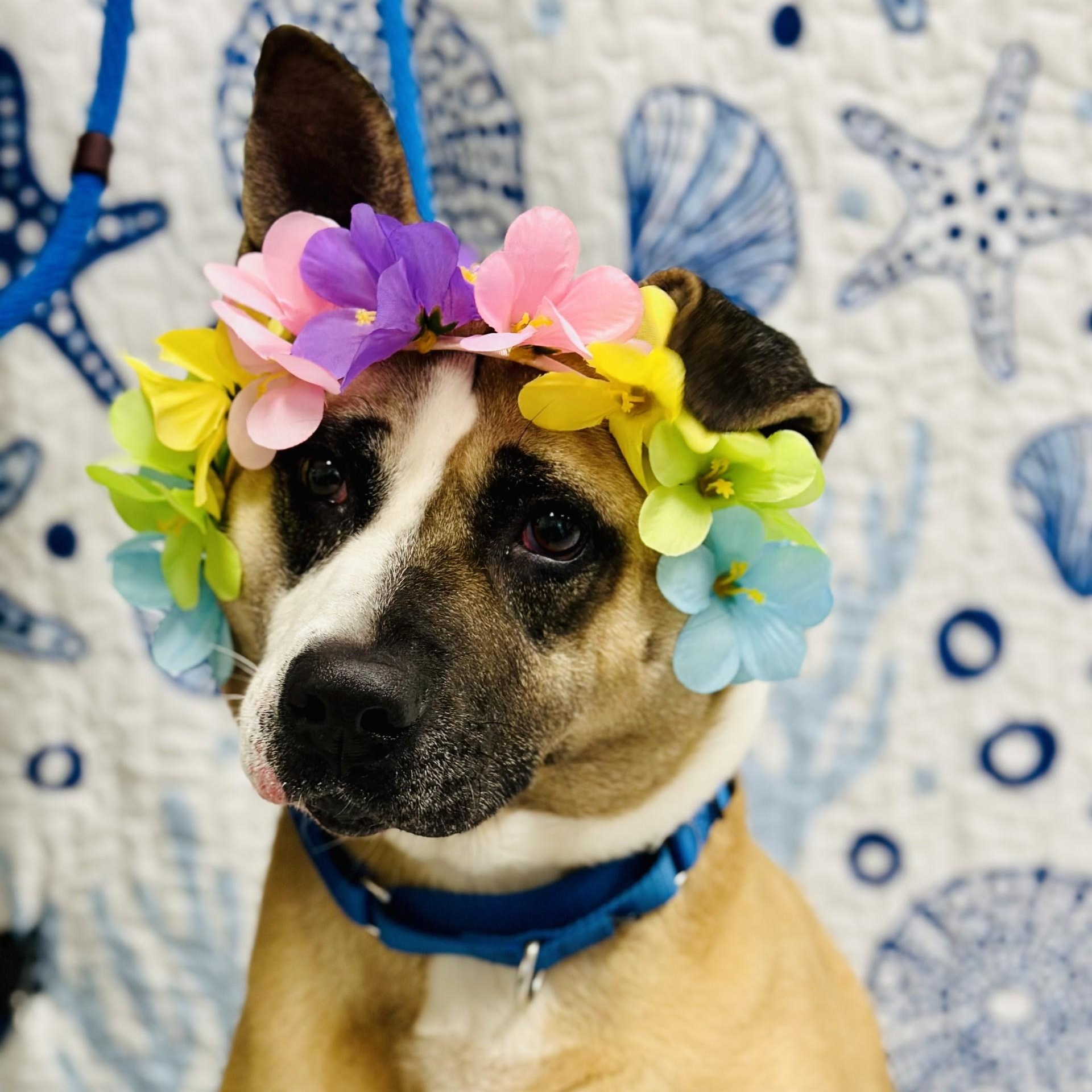 Enlarge Hazel, a ADOPTABLE mixed breed in Manahawkin, NJ image 4/6
