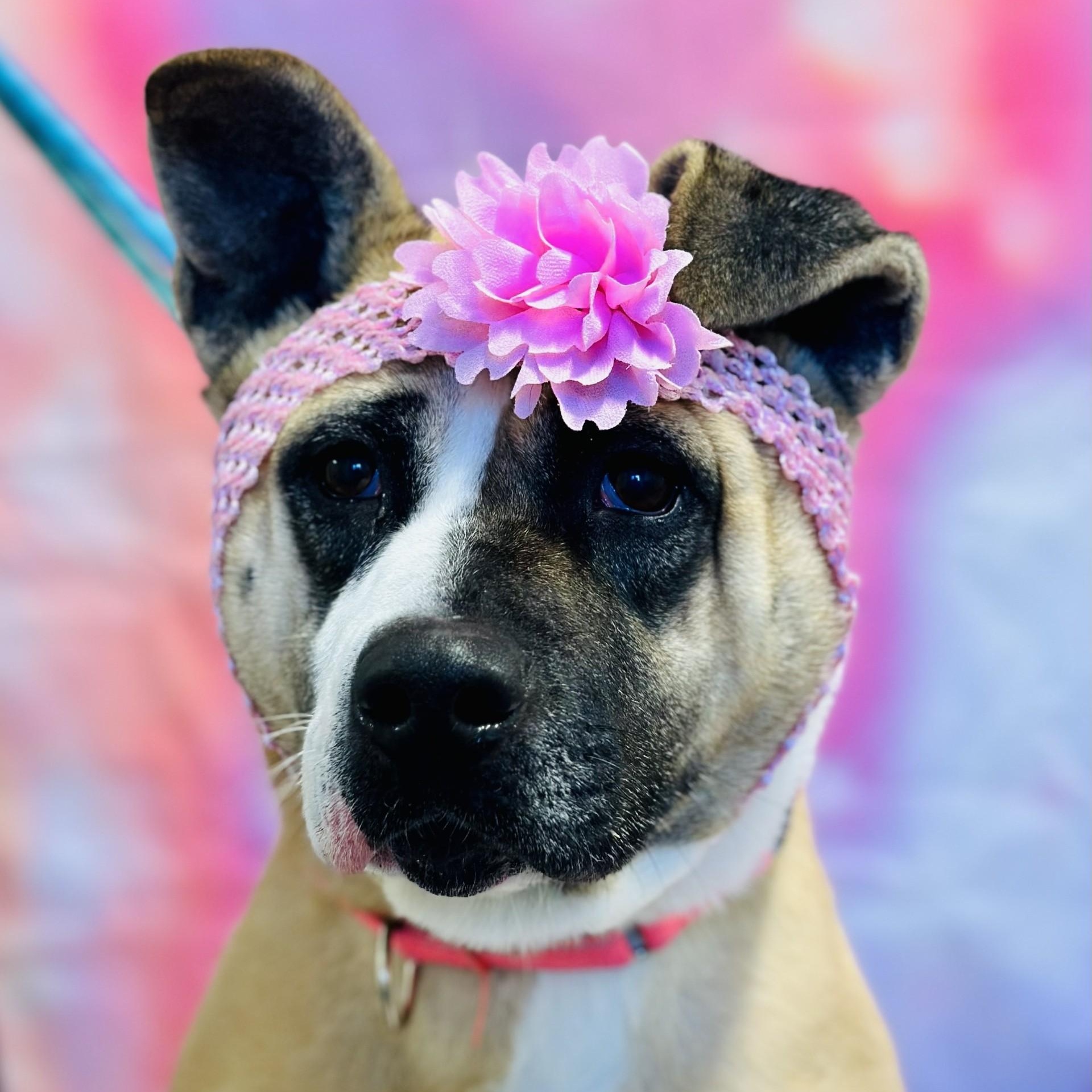 Enlarge Hazel, a ADOPTABLE mixed breed in Manahawkin, NJ image 5/6