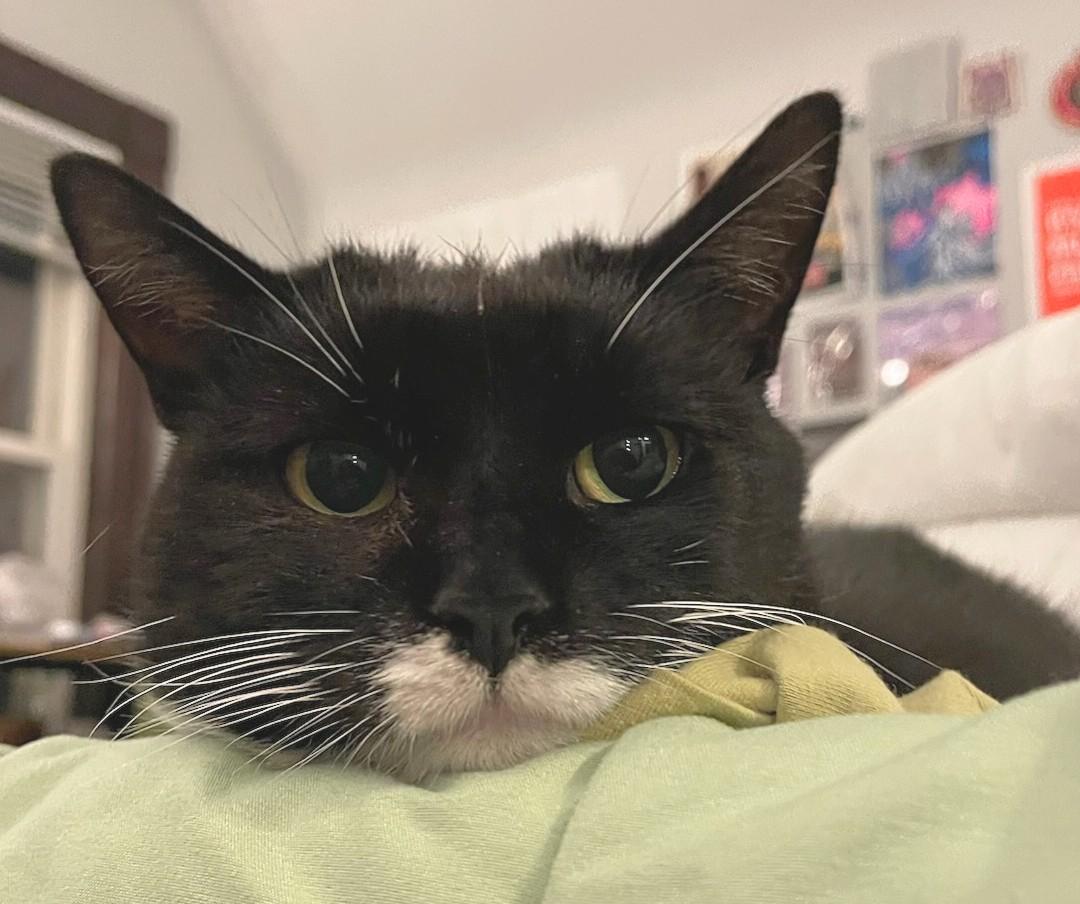 Little Miss Berchi (Discounted adoption fee)