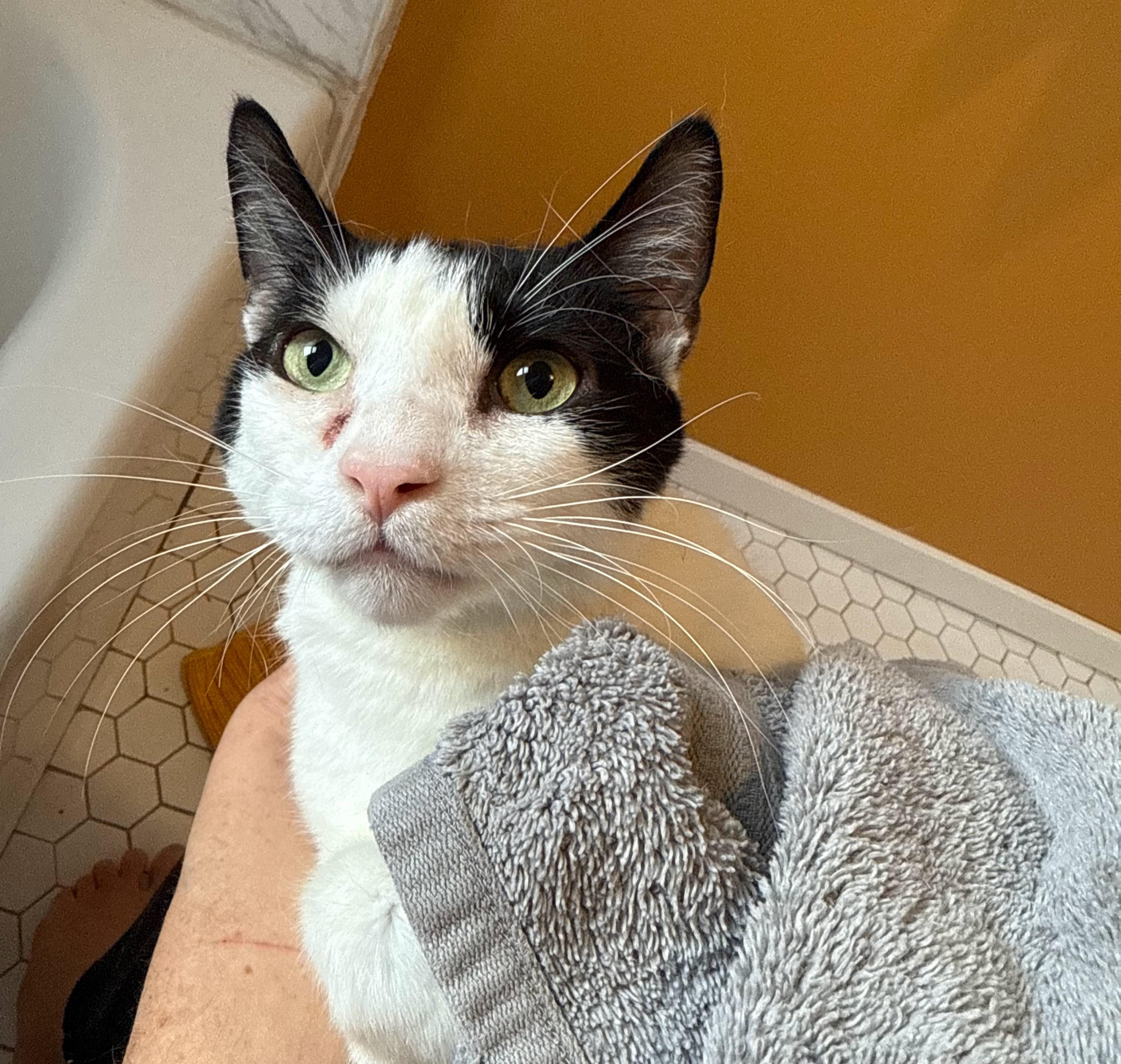 Little Moochoo, ADOPTABLE, Young Male Domestic Short Hair.