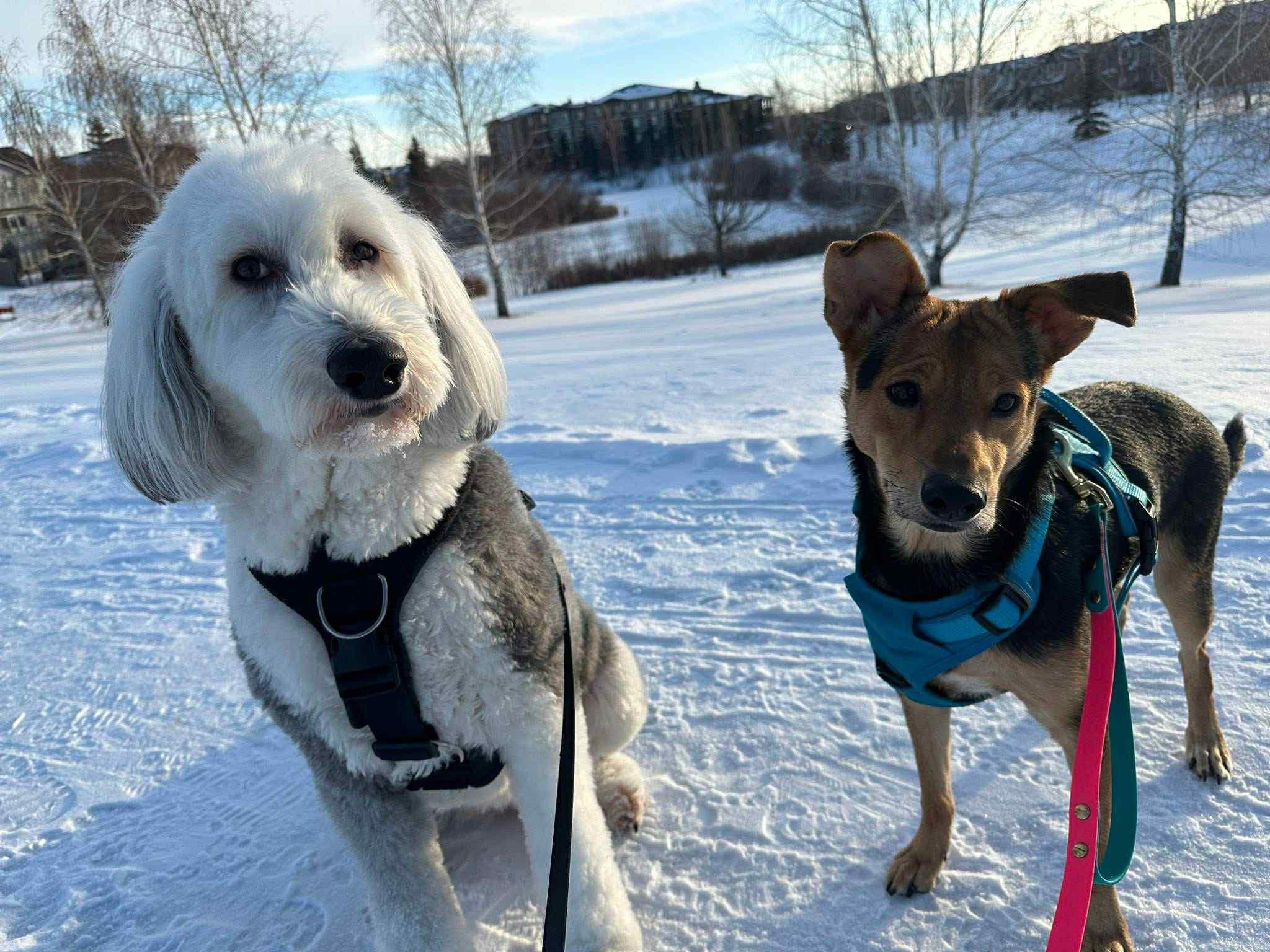 Enlarge Barkley, a ADOPTABLE mixed breed in Edmonton, AB image 2/5