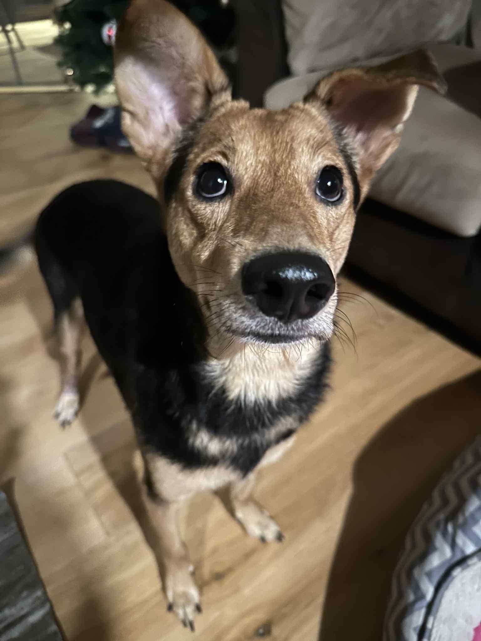 Enlarge Barkley, a ADOPTABLE mixed breed in Edmonton, AB image 1/5