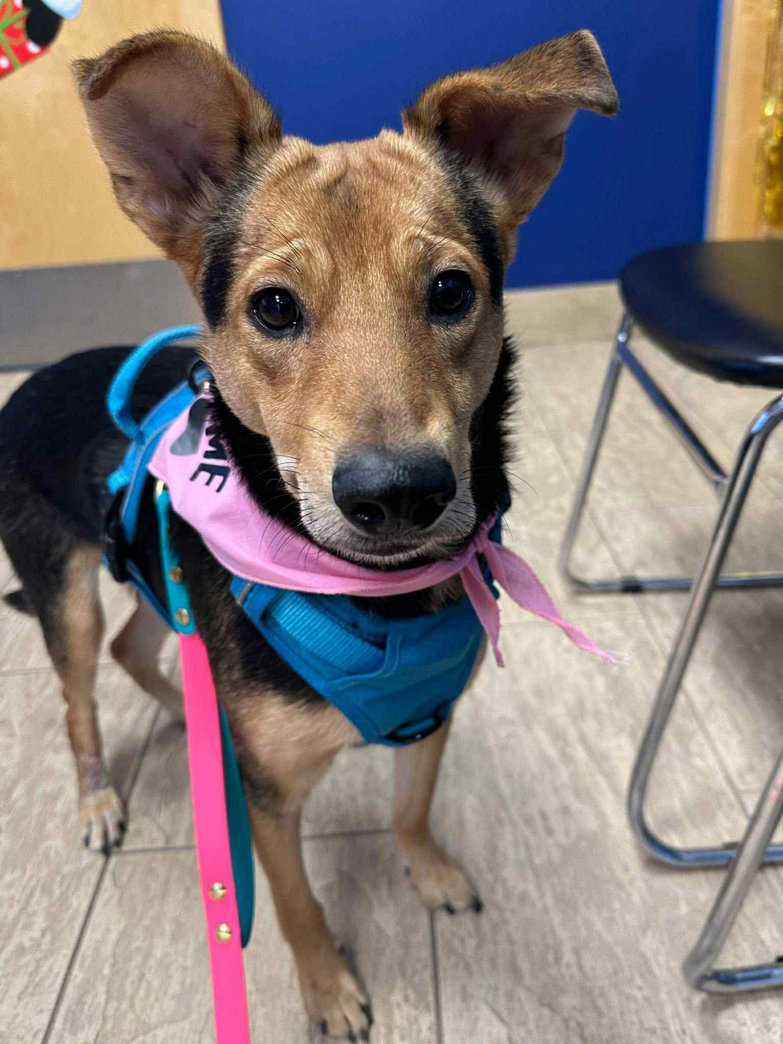 Enlarge Barkley, a ADOPTABLE mixed breed in Edmonton, AB image 5/5