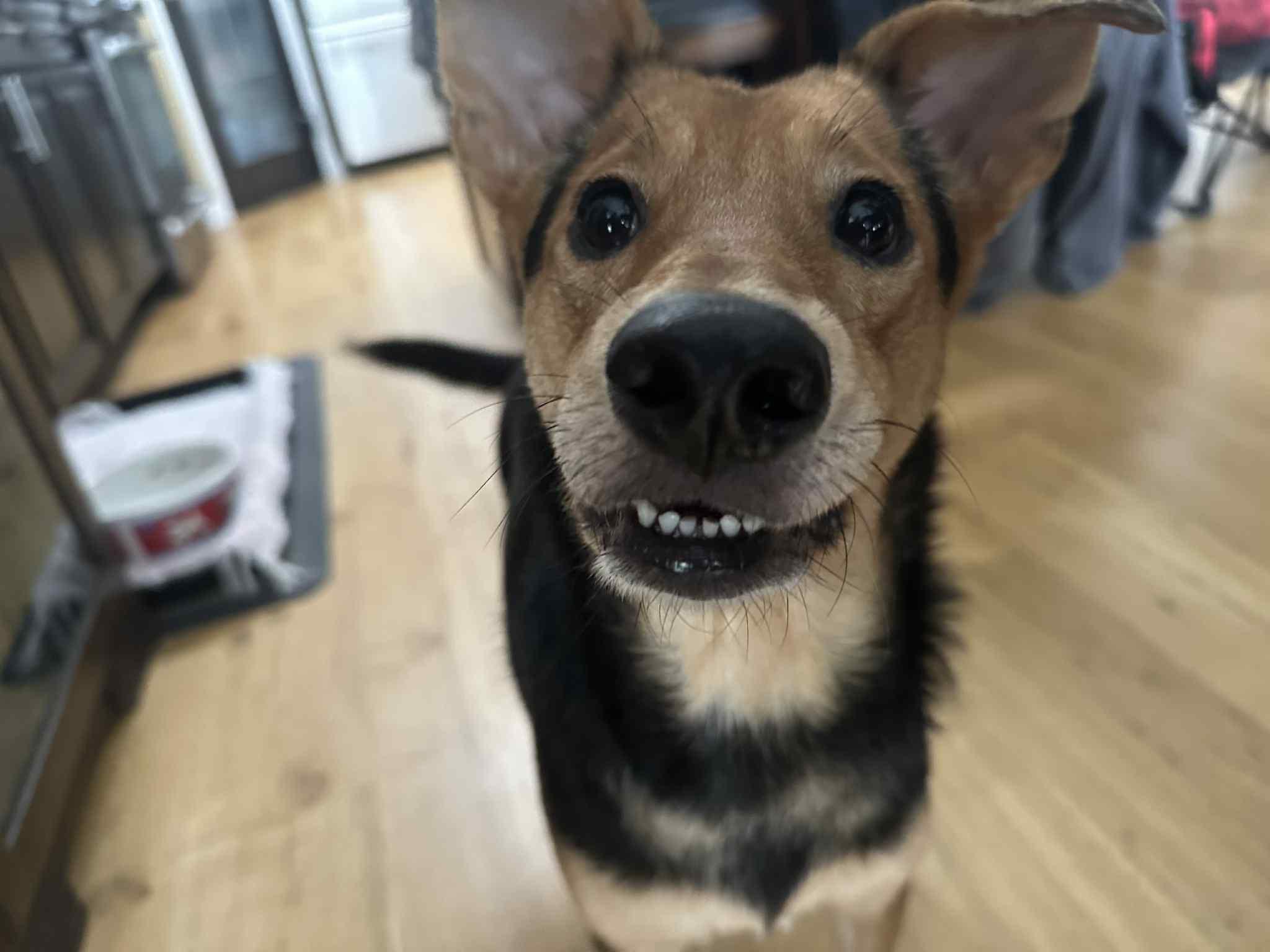 Enlarge Barkley, a ADOPTABLE mixed breed in Edmonton, AB image 3/5