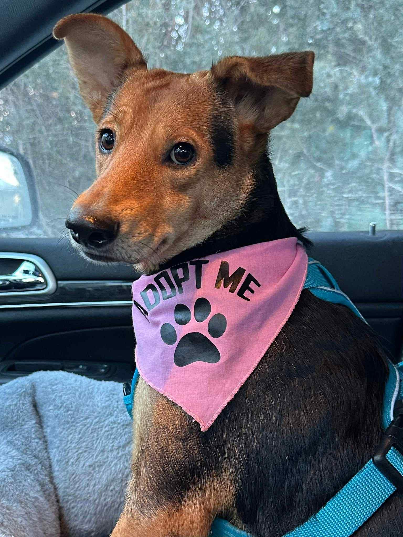 Enlarge Barkley, a ADOPTABLE mixed breed in Edmonton, AB image 4/5