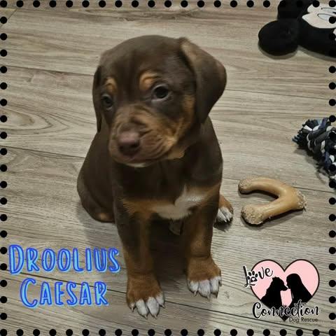 Droolius Caesar thumbnail 2